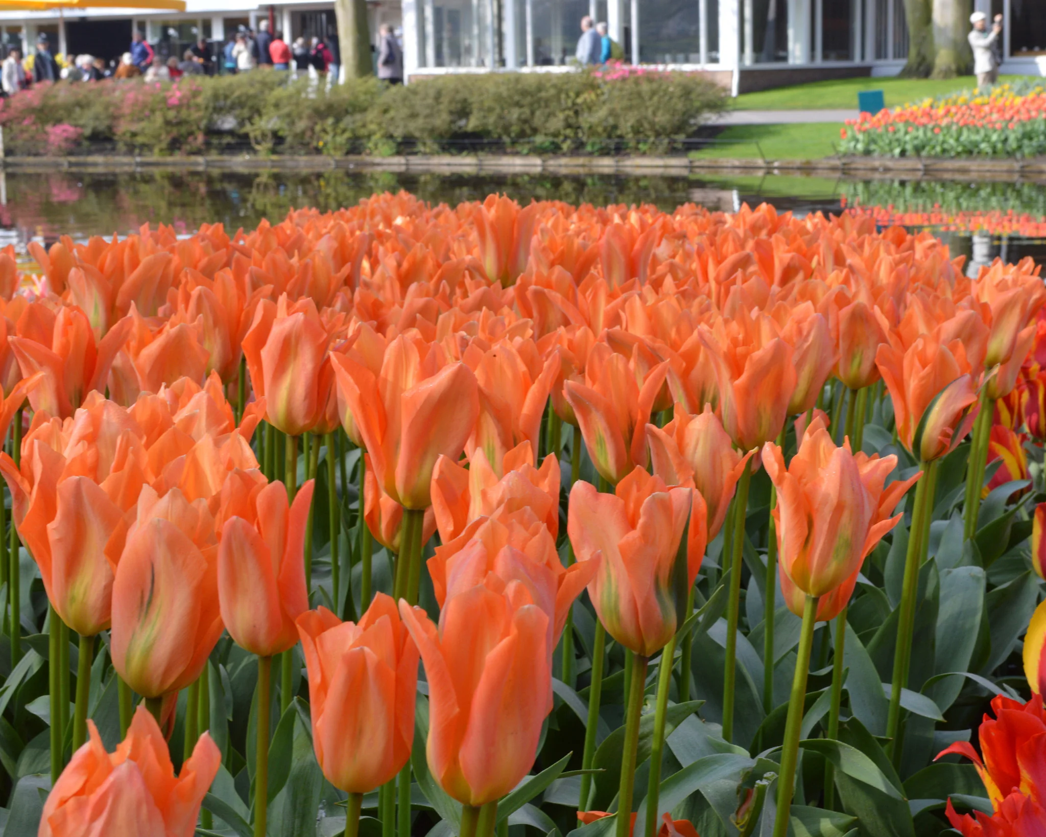 Tulip 'Orange Emperor' - Image 7