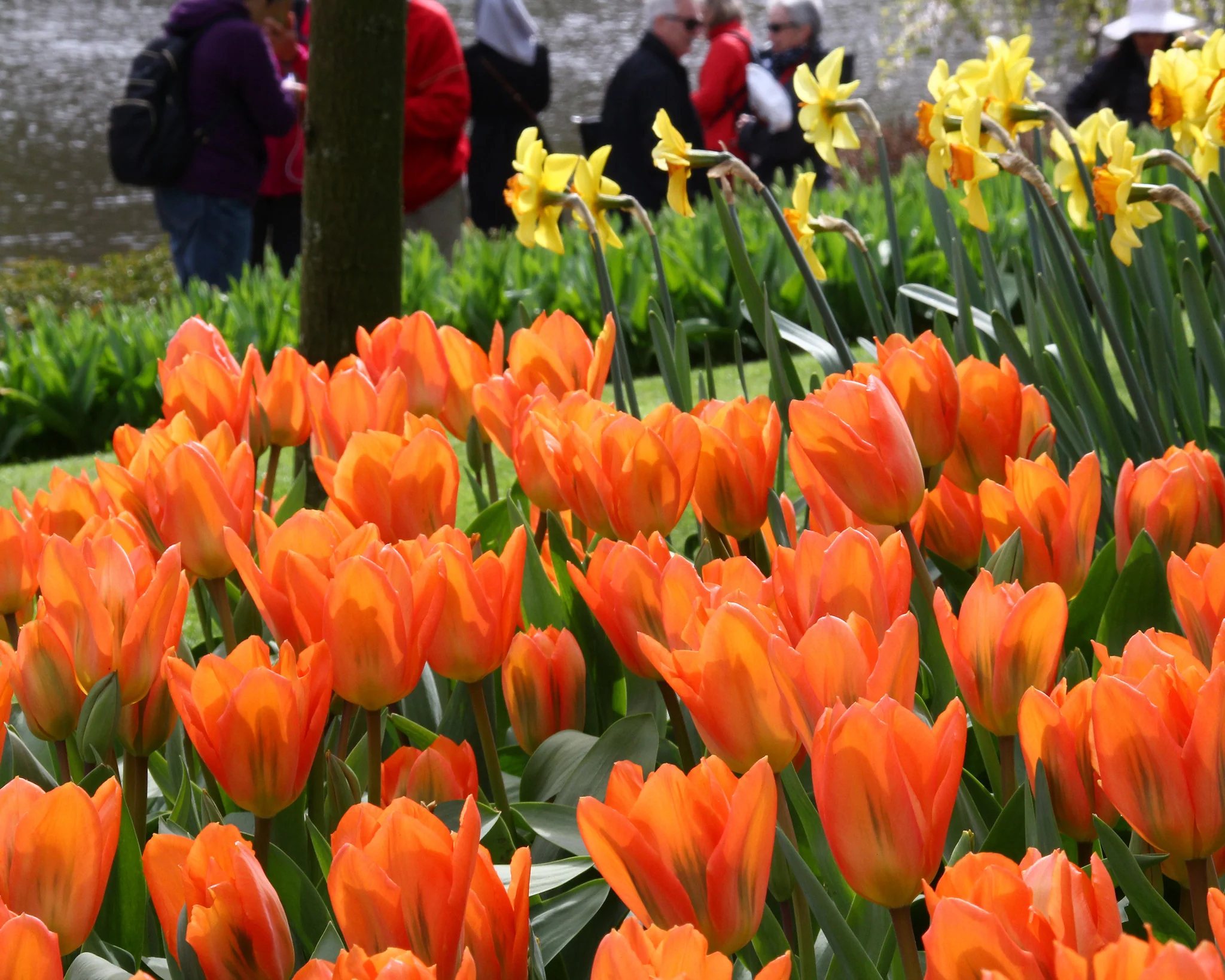 Tulip 'Orange Emperor' - Image 8