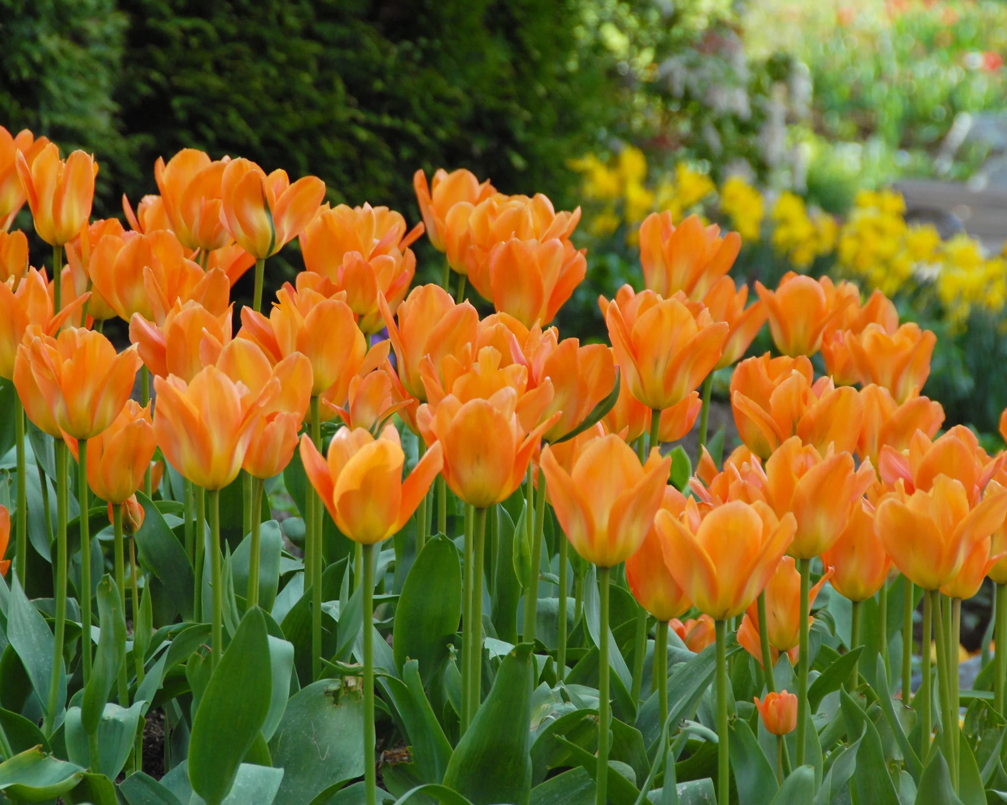 Tulip 'Orange Emperor' - Image 9