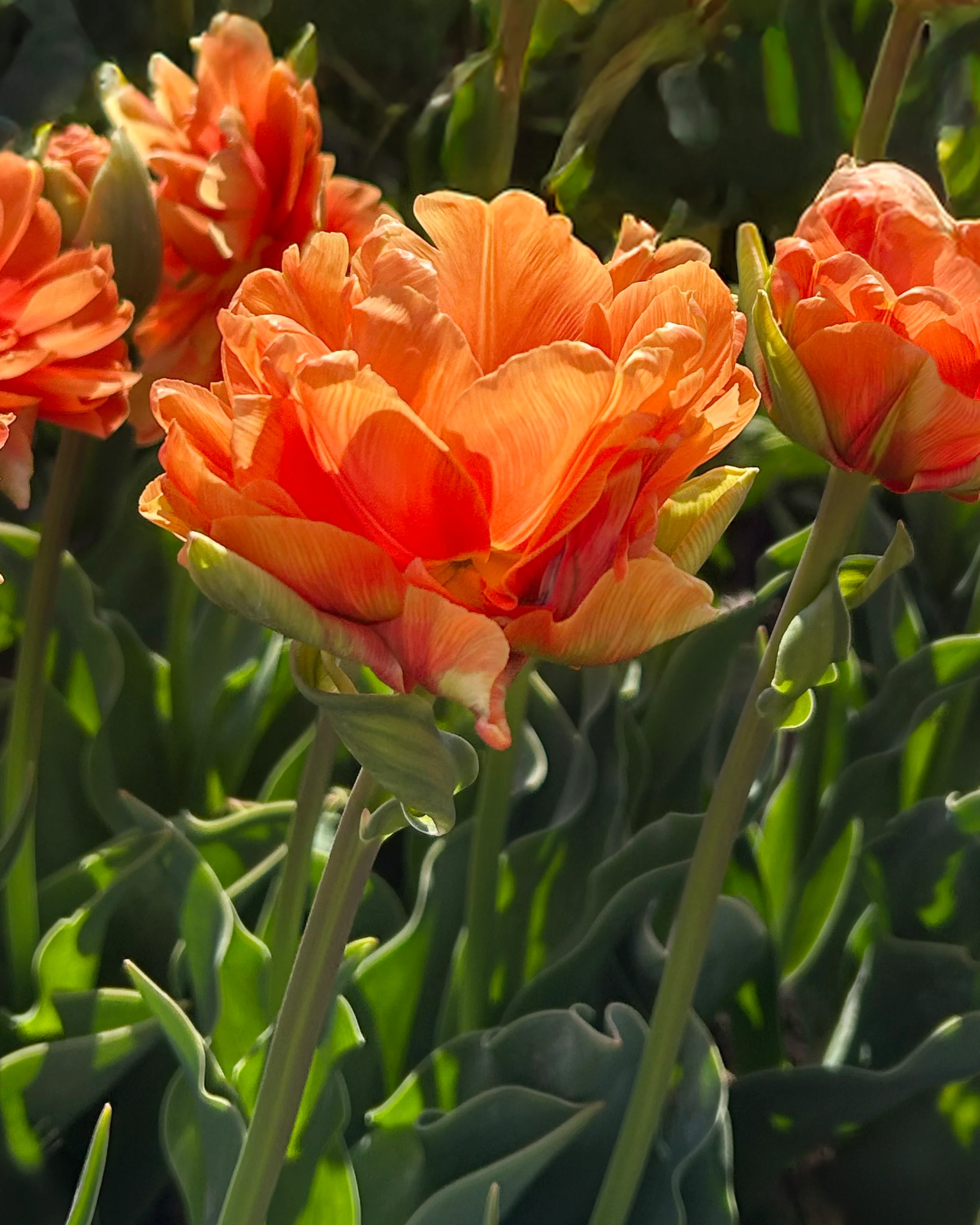Tulip 'Orange Flavour' - Image 11