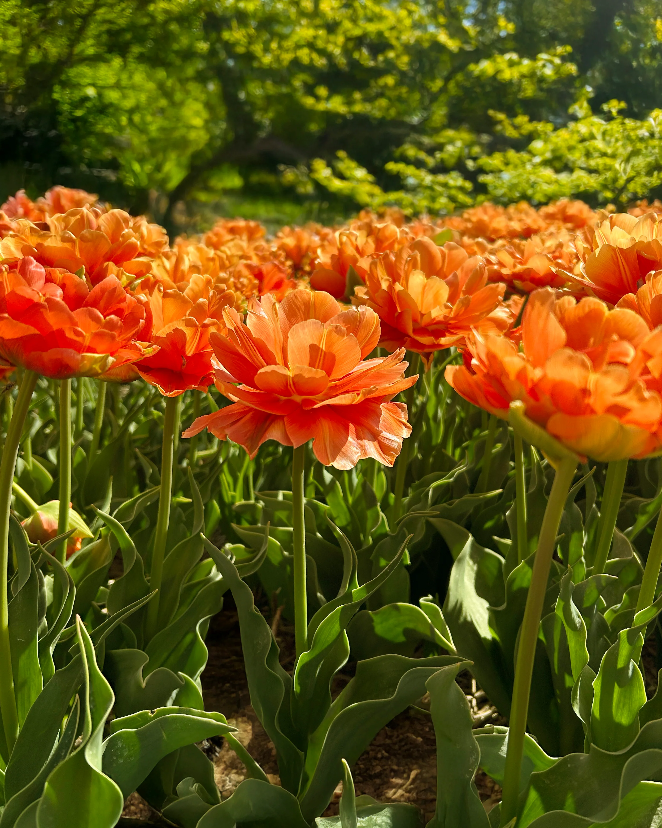 Tulip 'Orange Flavour' - Image 2