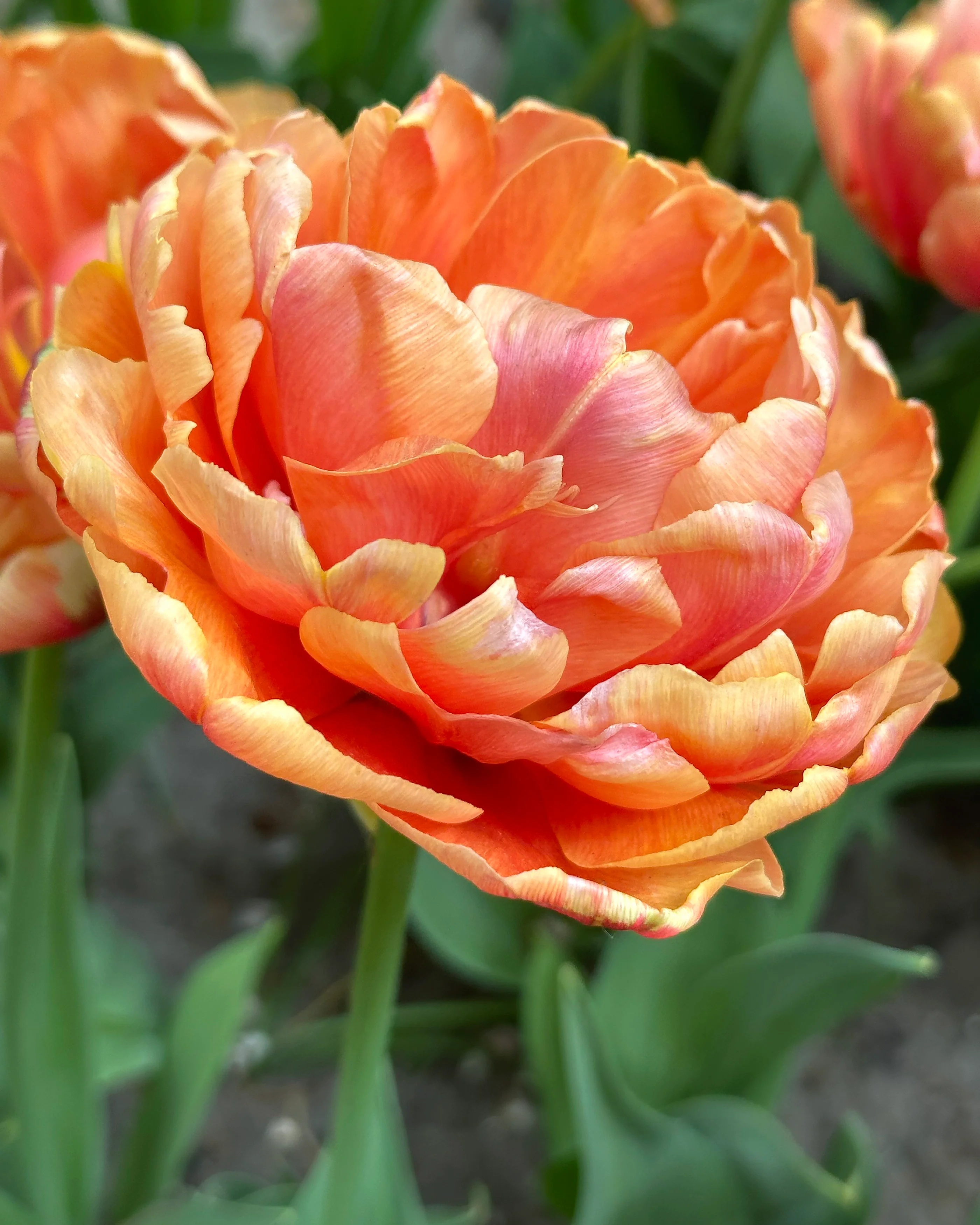 Tulip 'Orange Flavour' - Image 3