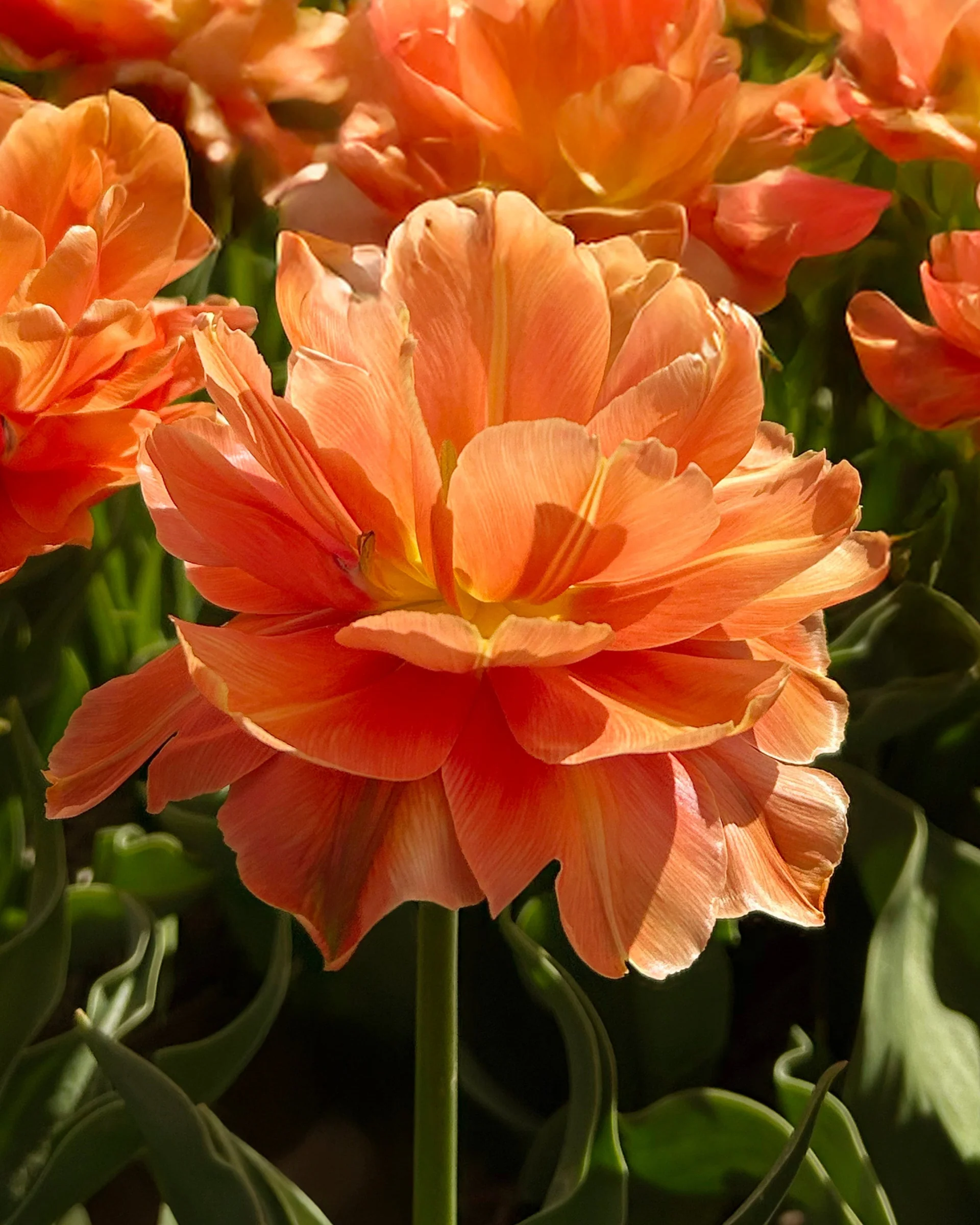 Tulip 'Orange Flavour' - Image 5