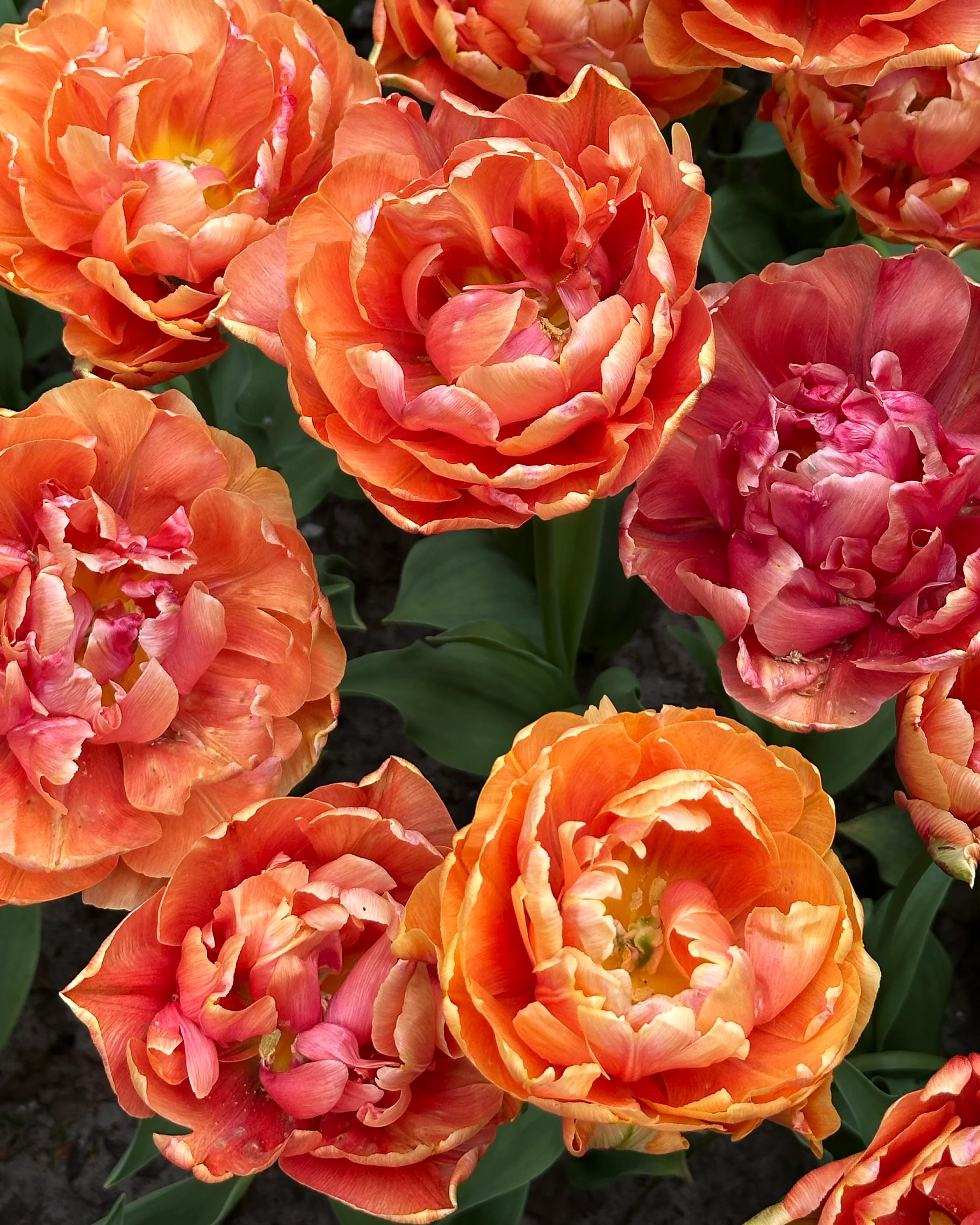 Tulip 'Orange Flavour' - Image 6