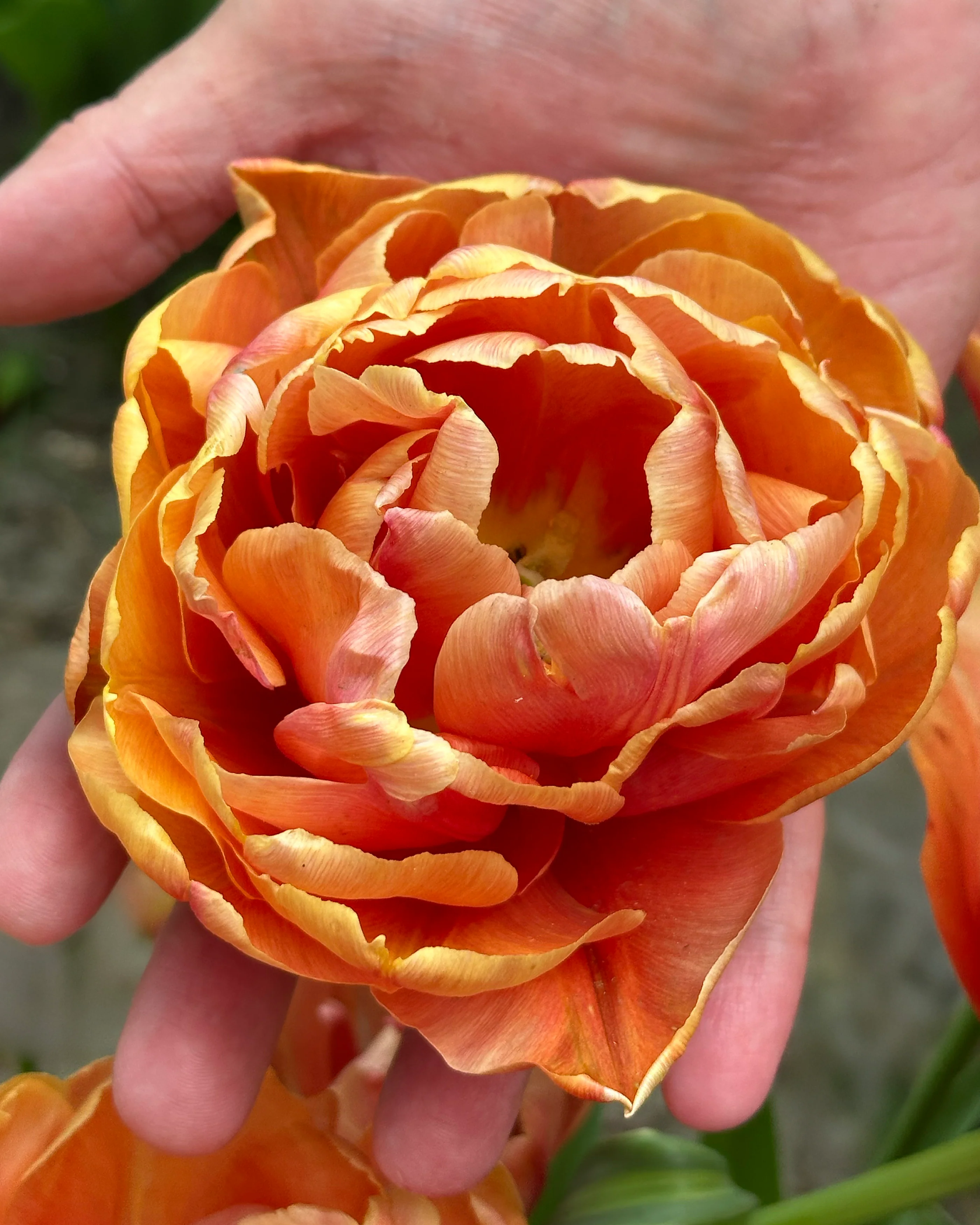 Tulip 'Orange Flavour' - Image 7
