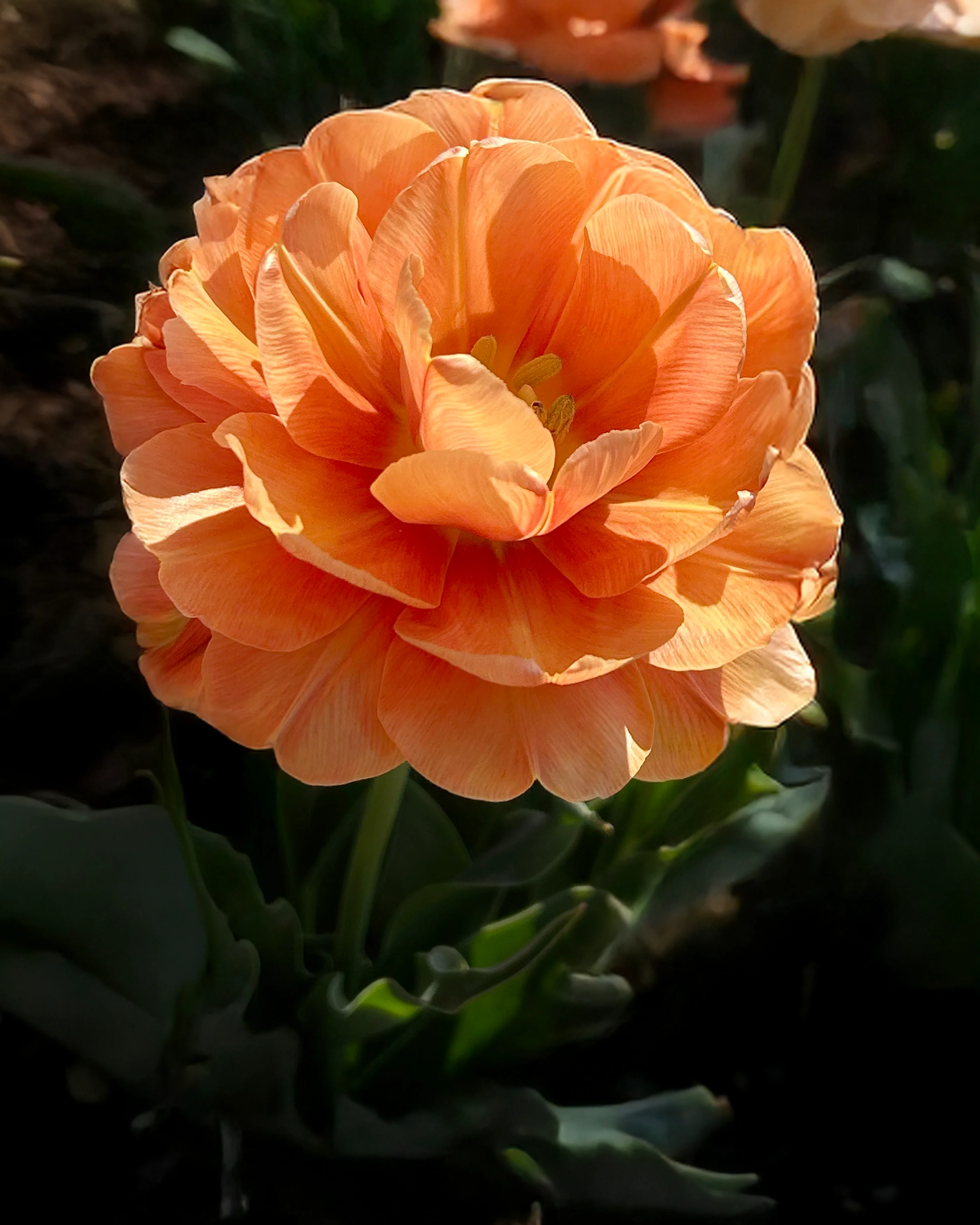 Tulip 'Orange Flavour' - Image 8