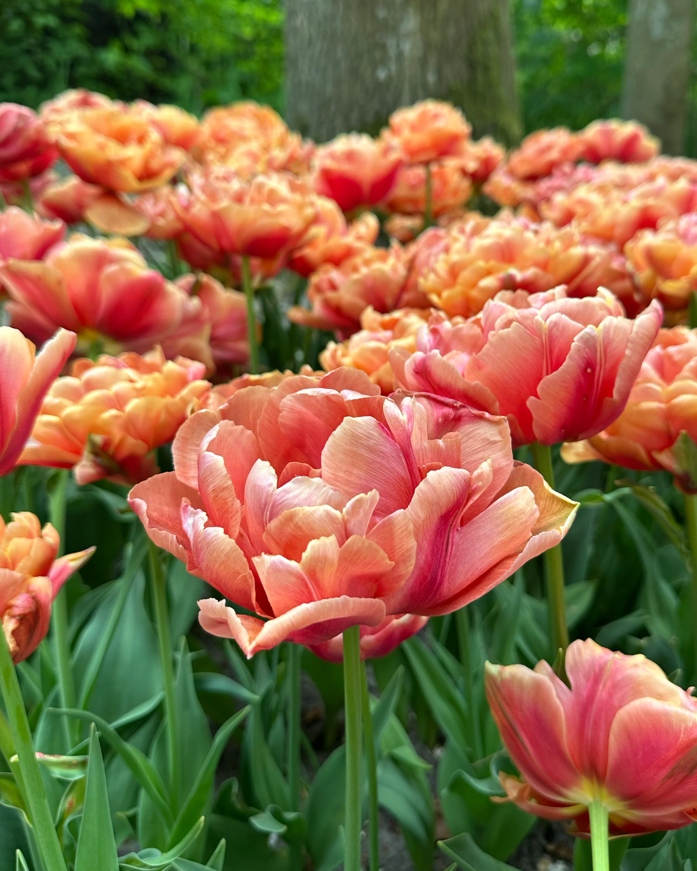 Tulip 'Orange Flavour' - Image 9