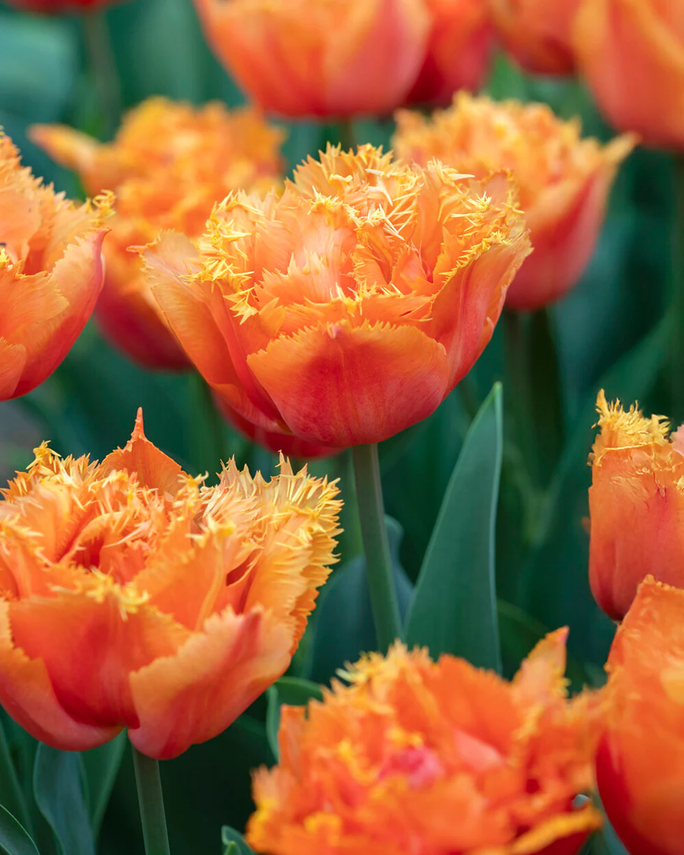 Tulip 'Orange Passion'
