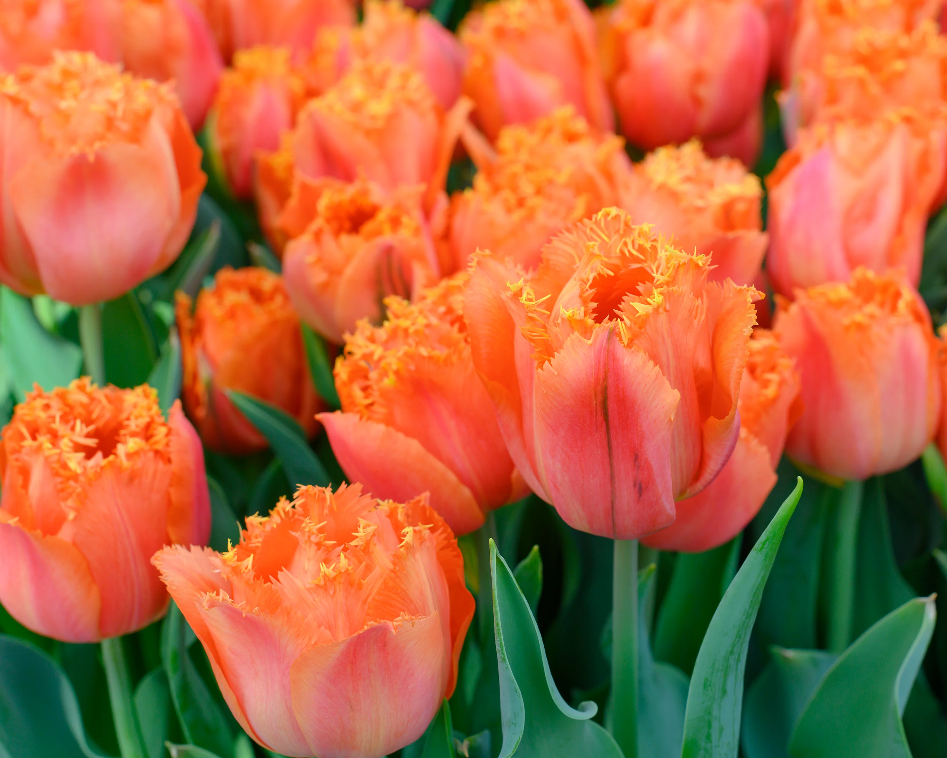 Tulip 'Orange Passion' - Image 2