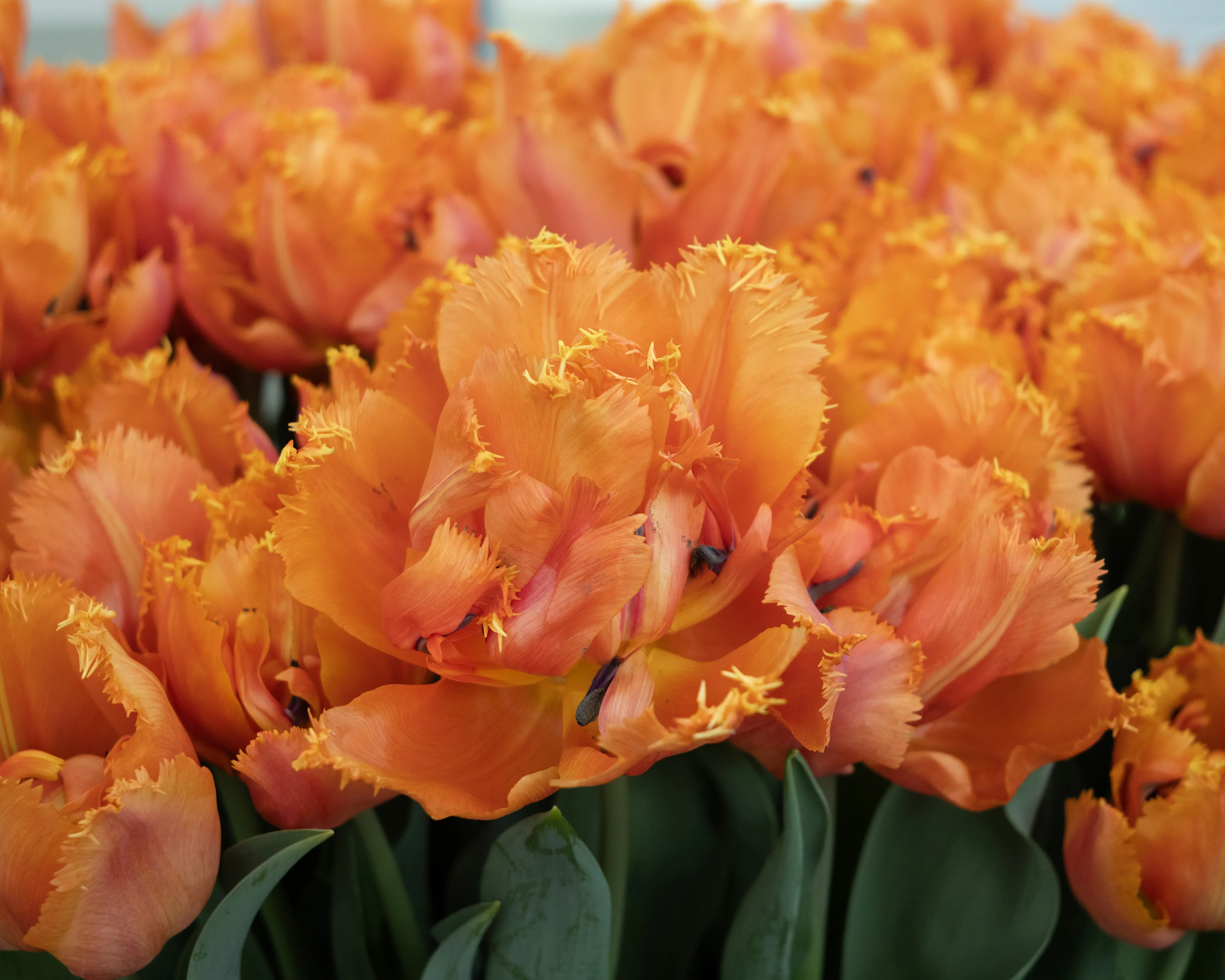Tulip 'Orange Passion' - Image 4