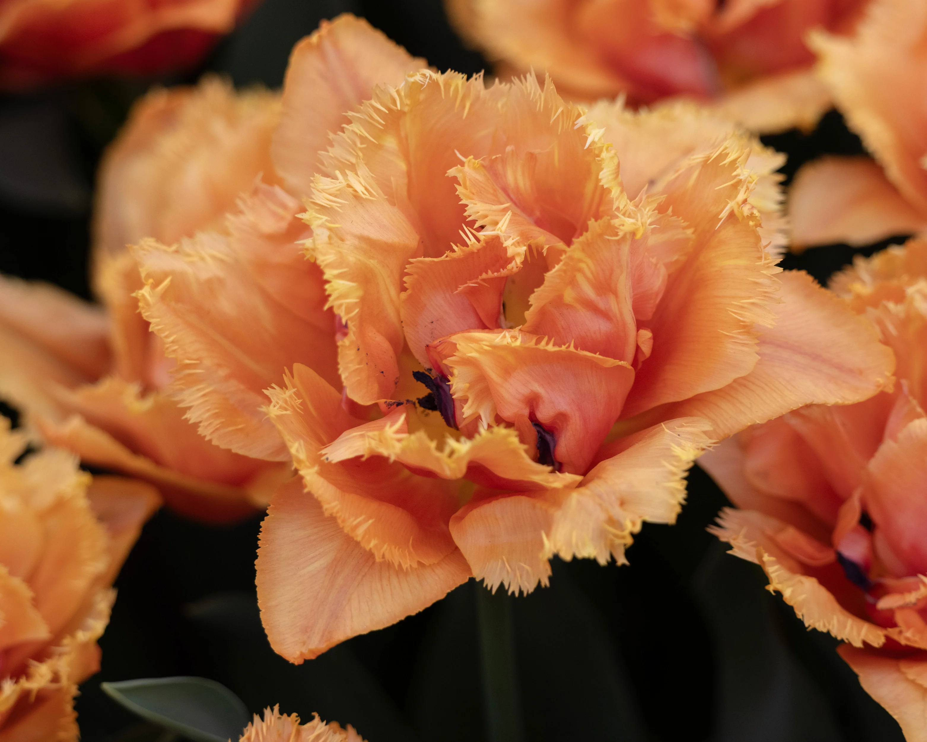 Tulip 'Orange Passion' - Image 5