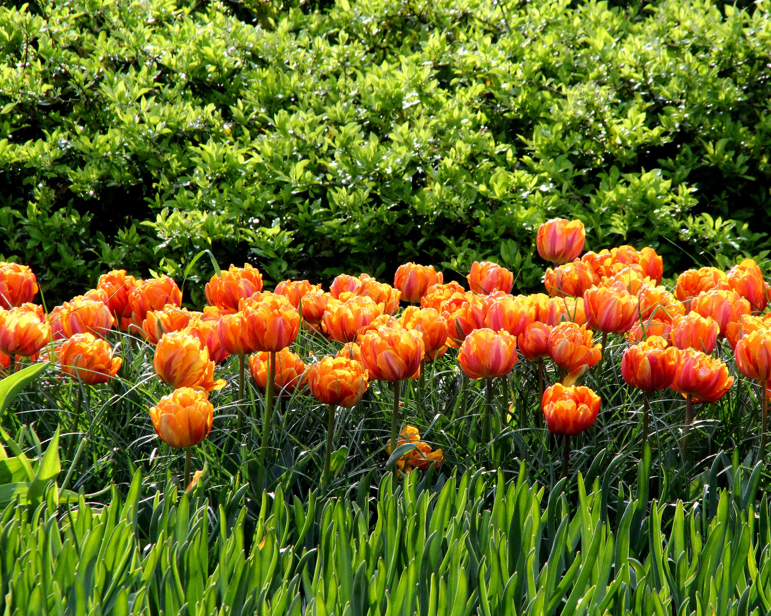 Tulip 'Orange Princess' - Image 10
