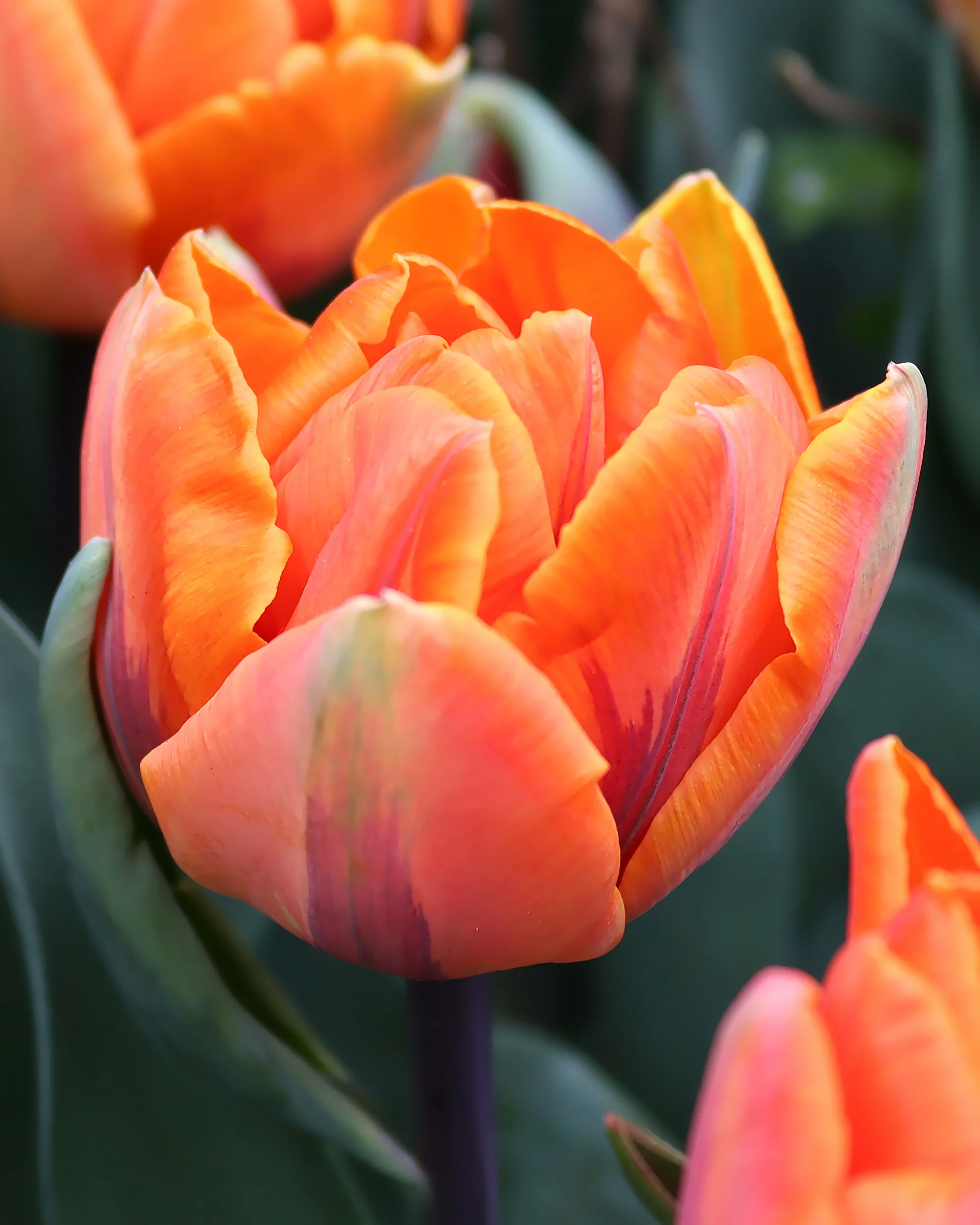 Tulip 'Orange Princess' - Image 6