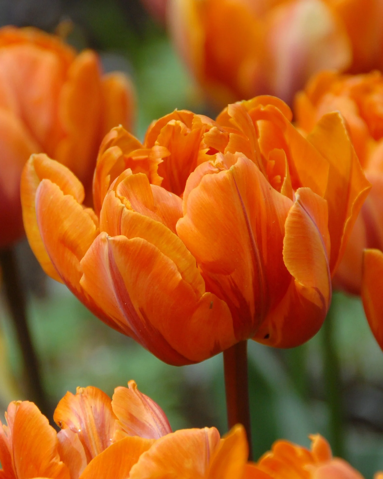 Tulip 'Orange Princess' - Image 8