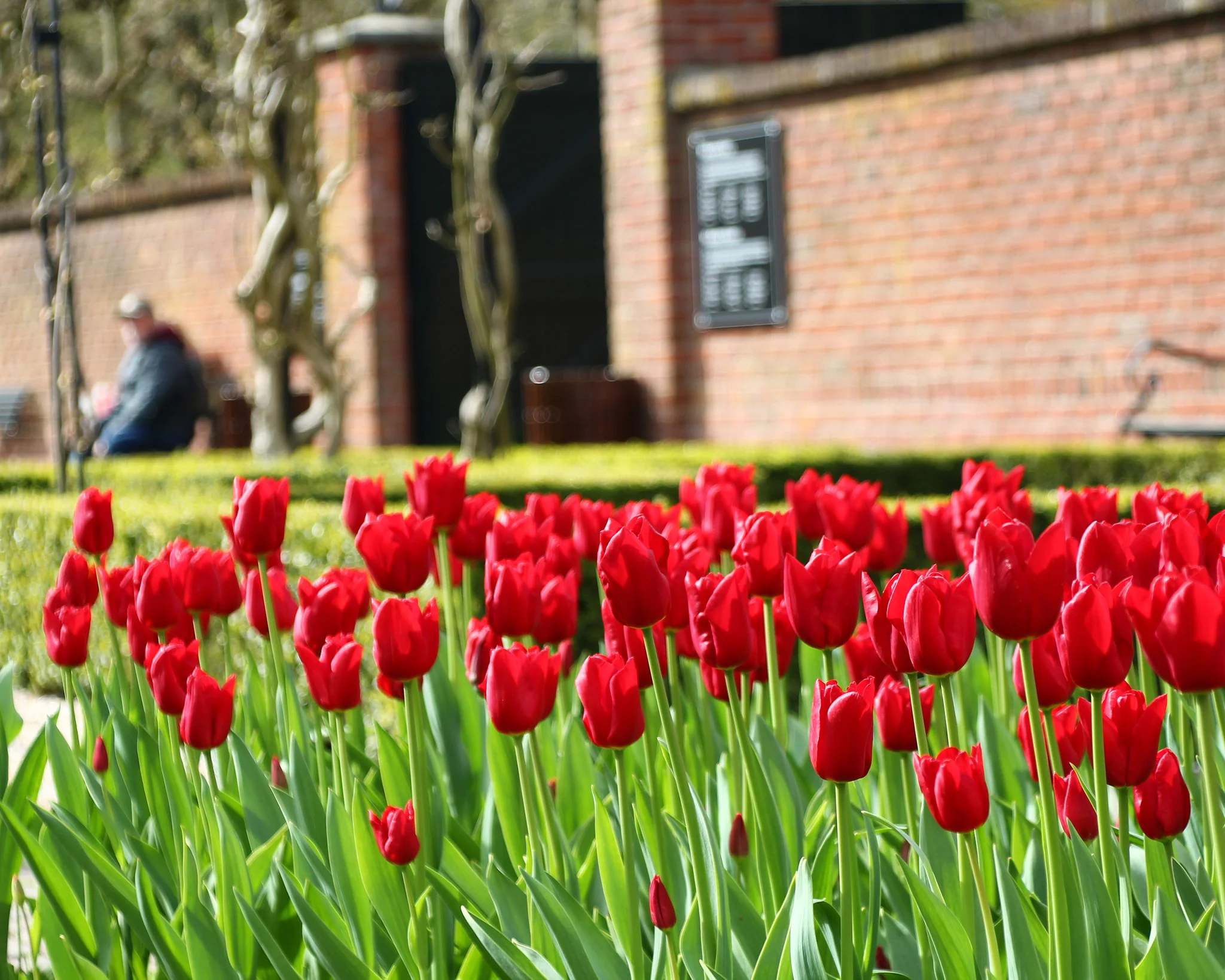 Tulip 'Oscar' - Image 2