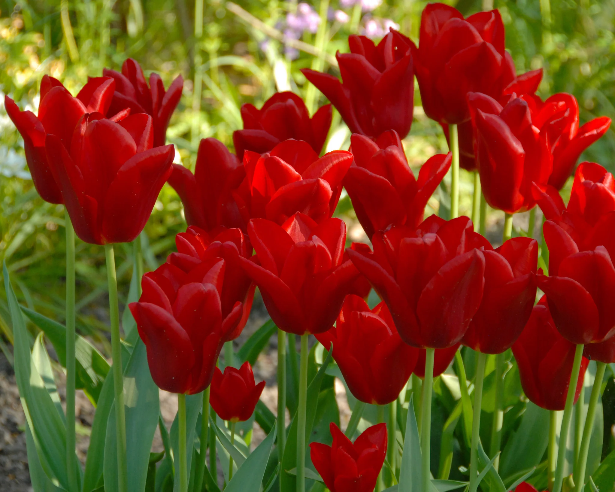 Tulip 'Oscar' - Image 3