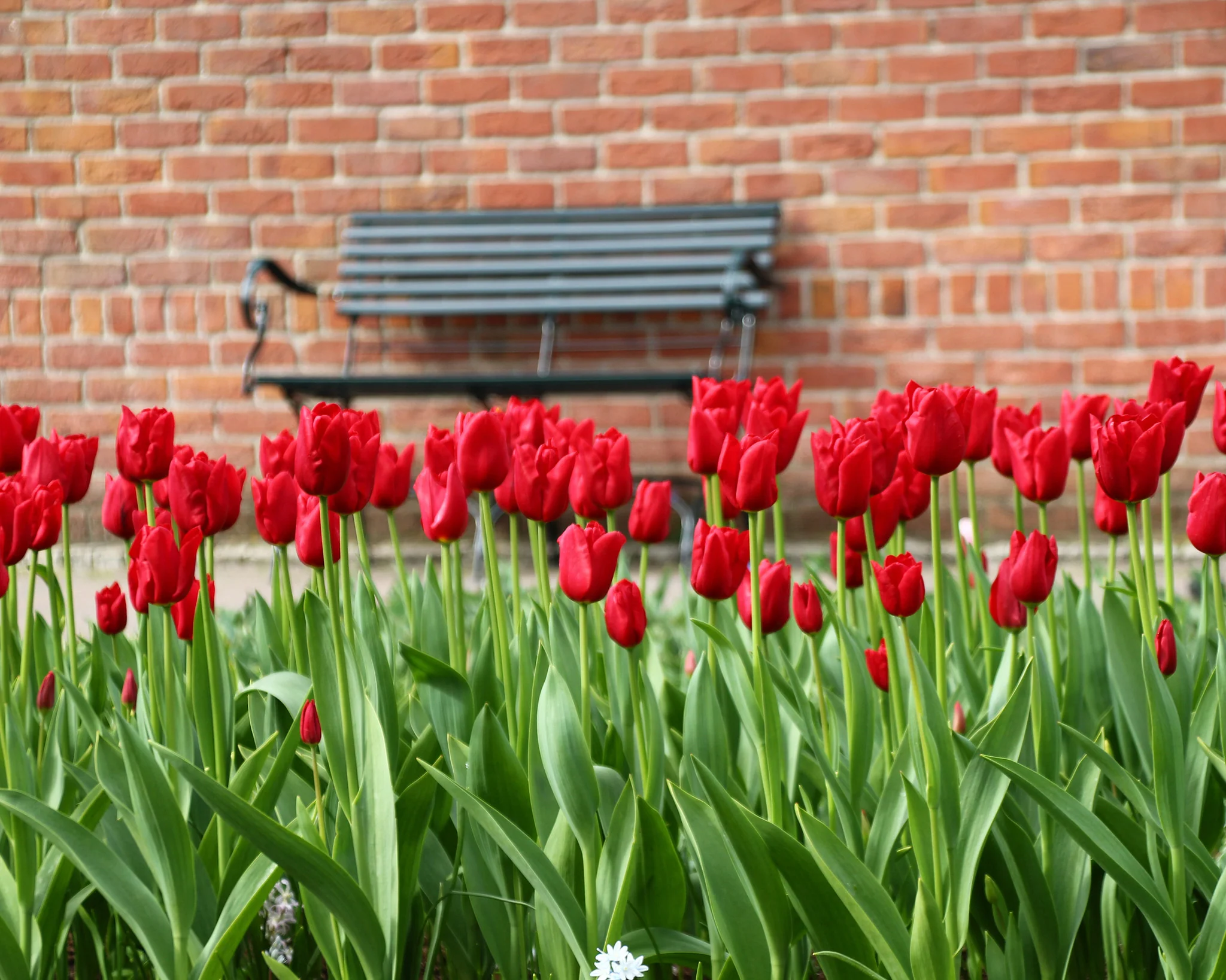 Tulip 'Oscar' - Image 4