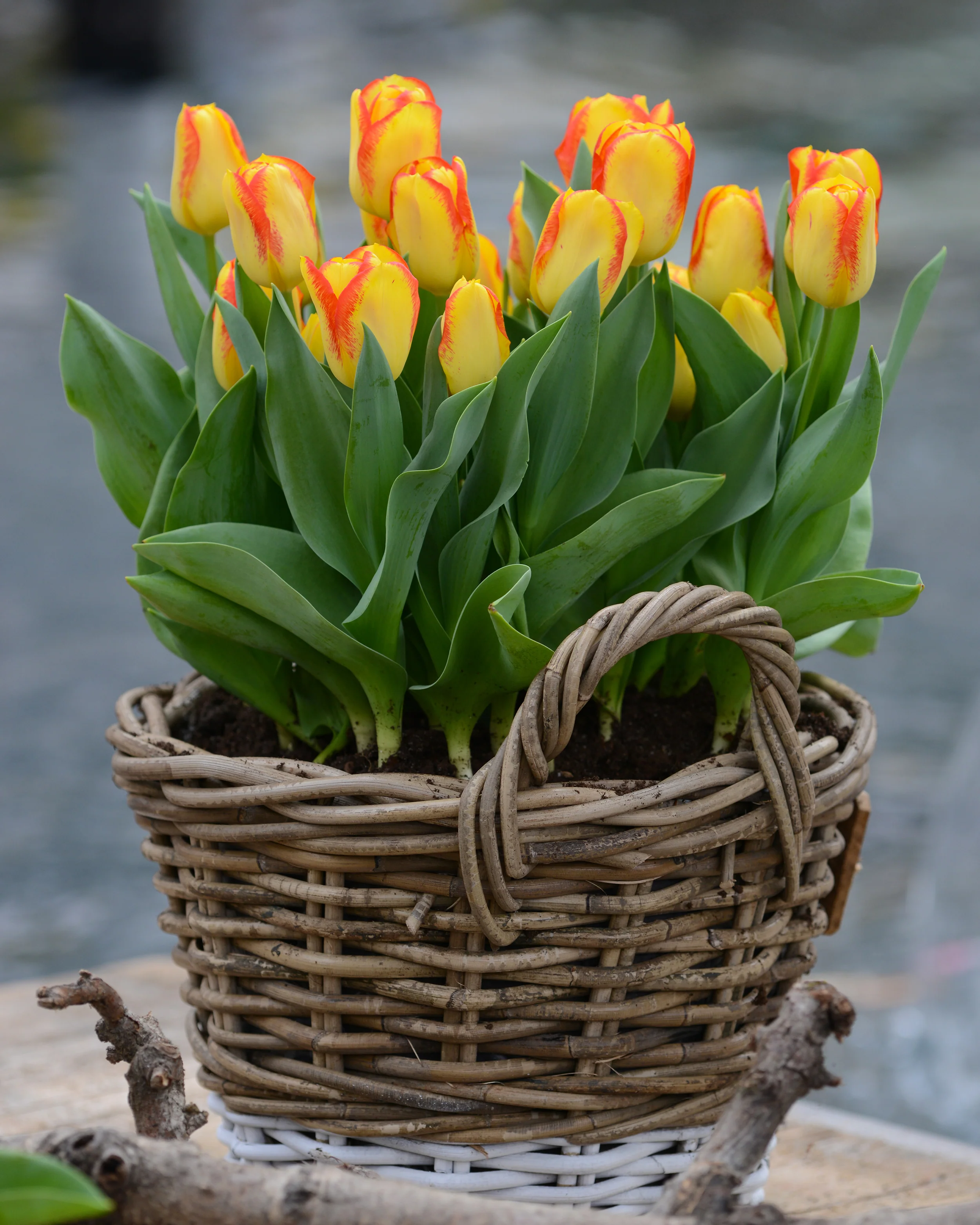 Tulip 'Outbreak' - Image 4