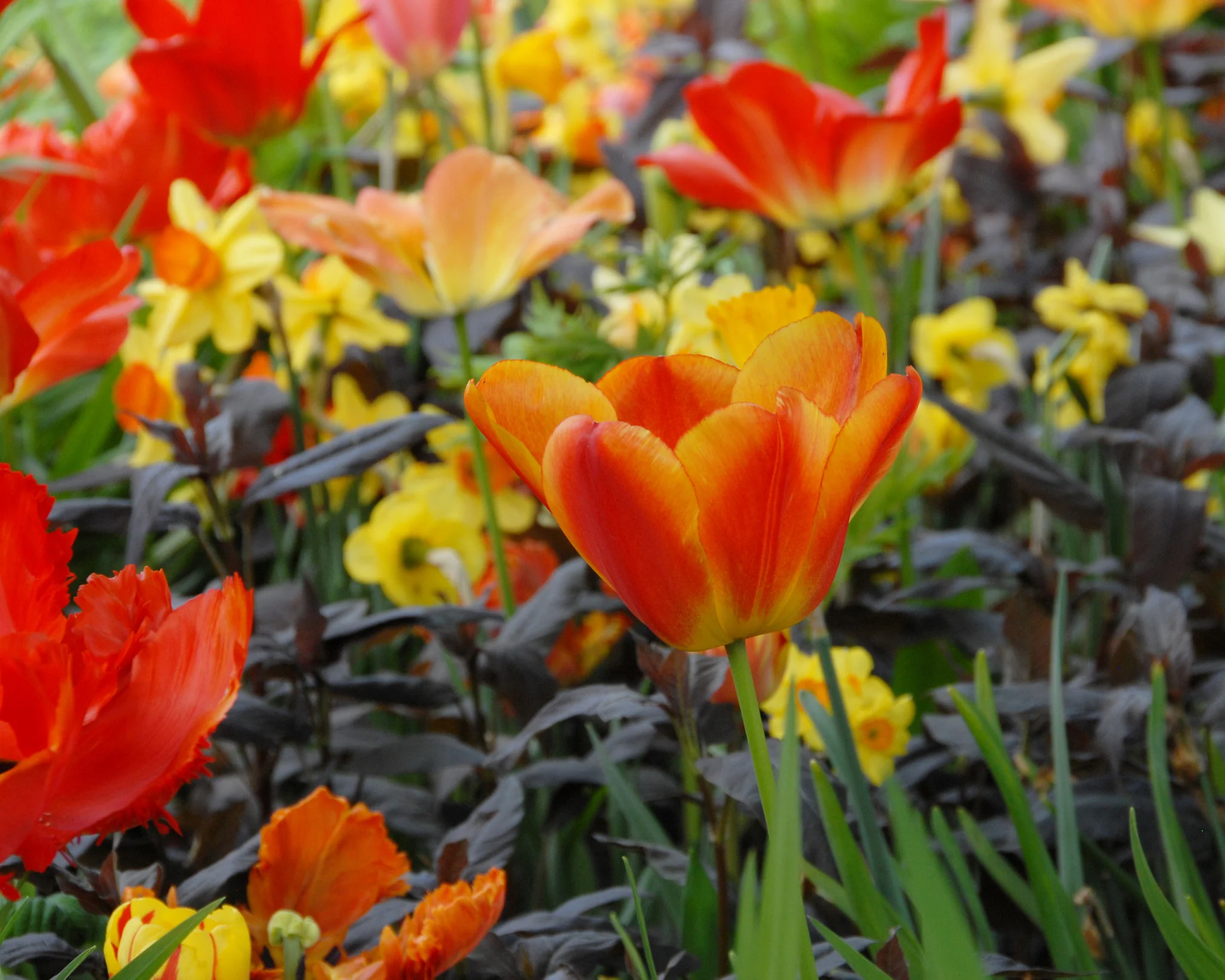 Tulip 'Oxford Wonder' - Image 3
