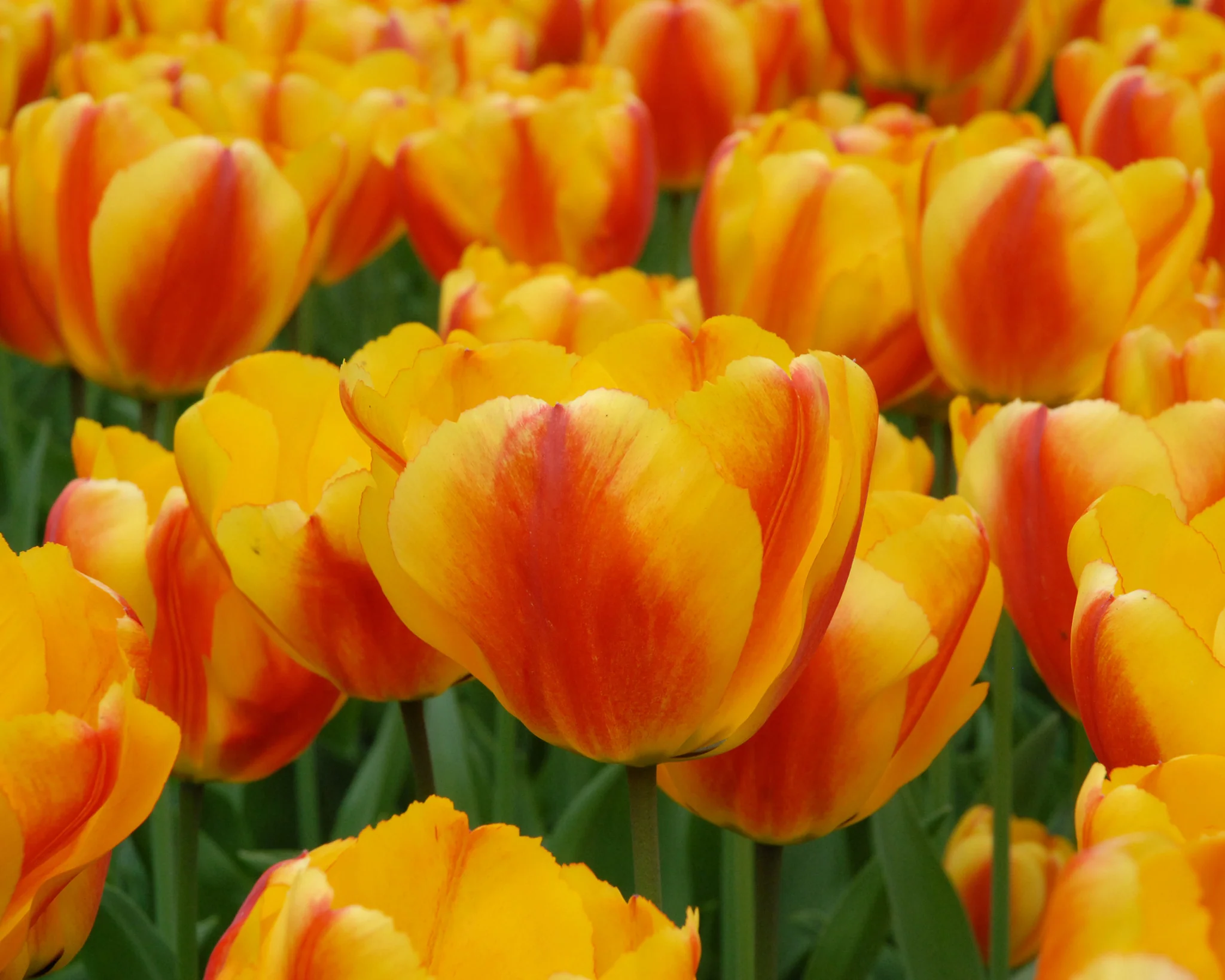 Tulip 'Oxford Wonder' - Image 4