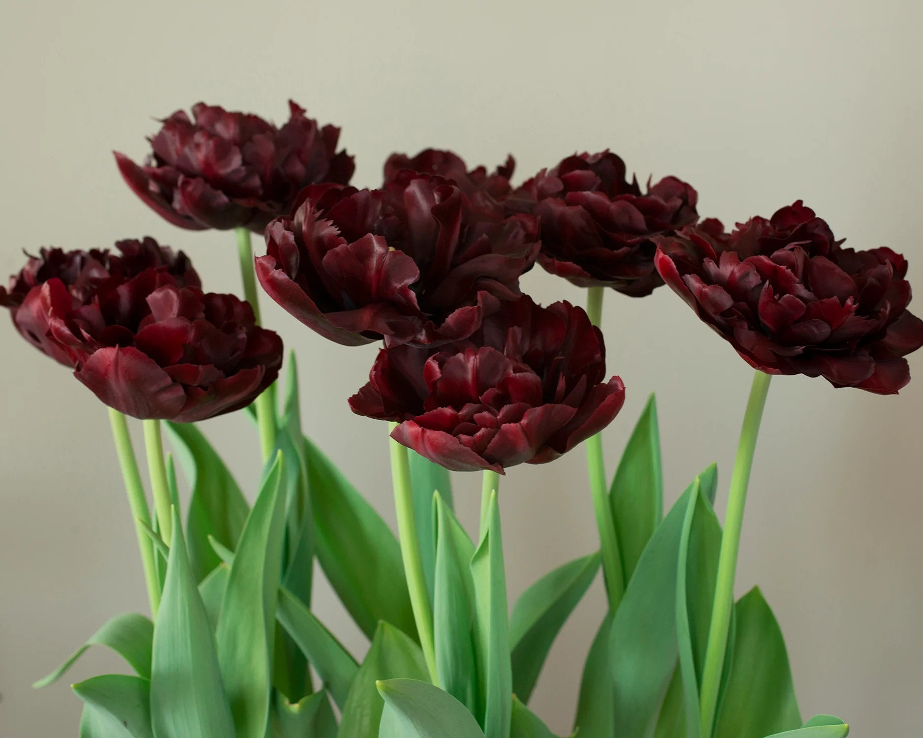 Tulip 'Palmyra' - Image 10