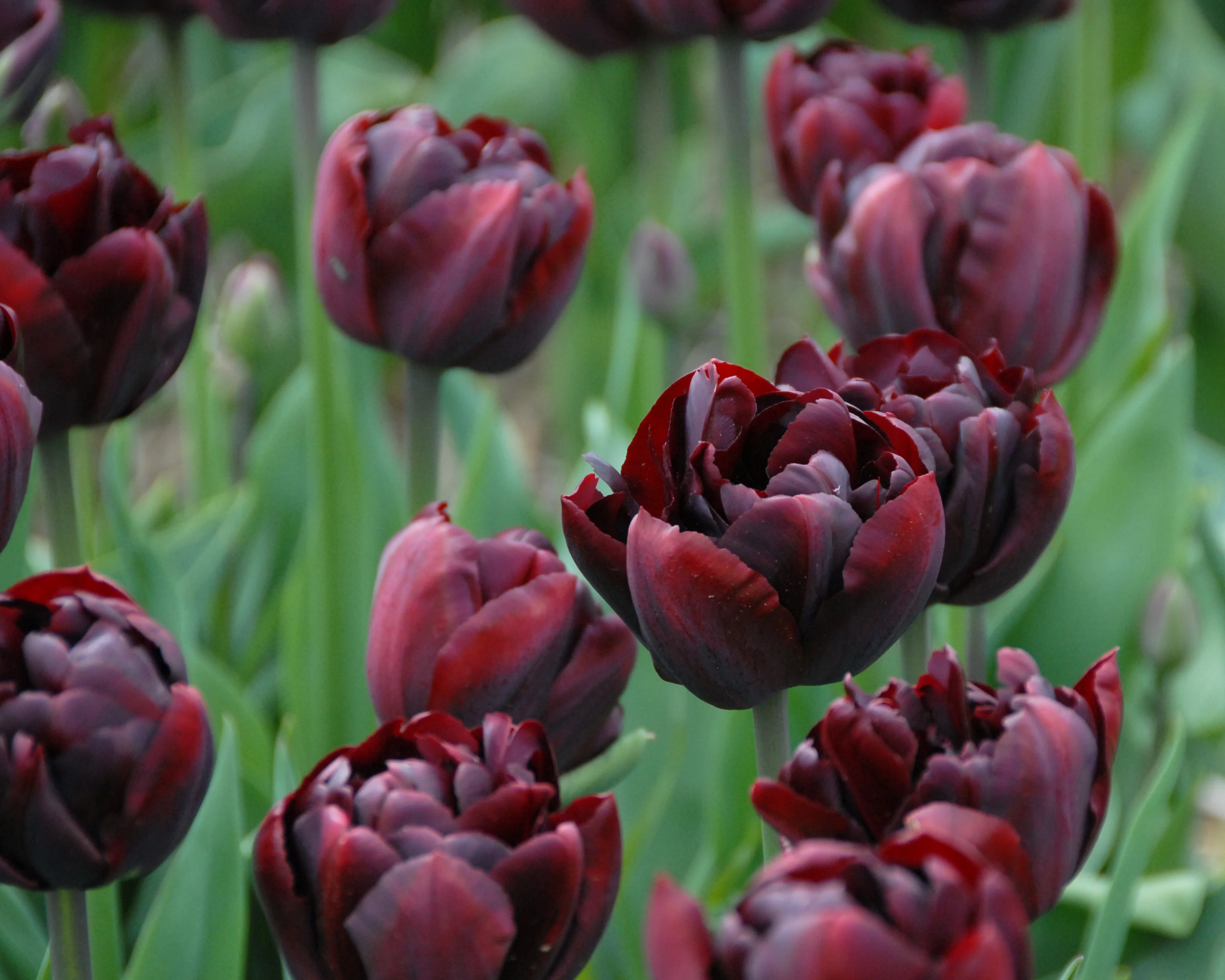 Tulip 'Palmyra' - Image 3