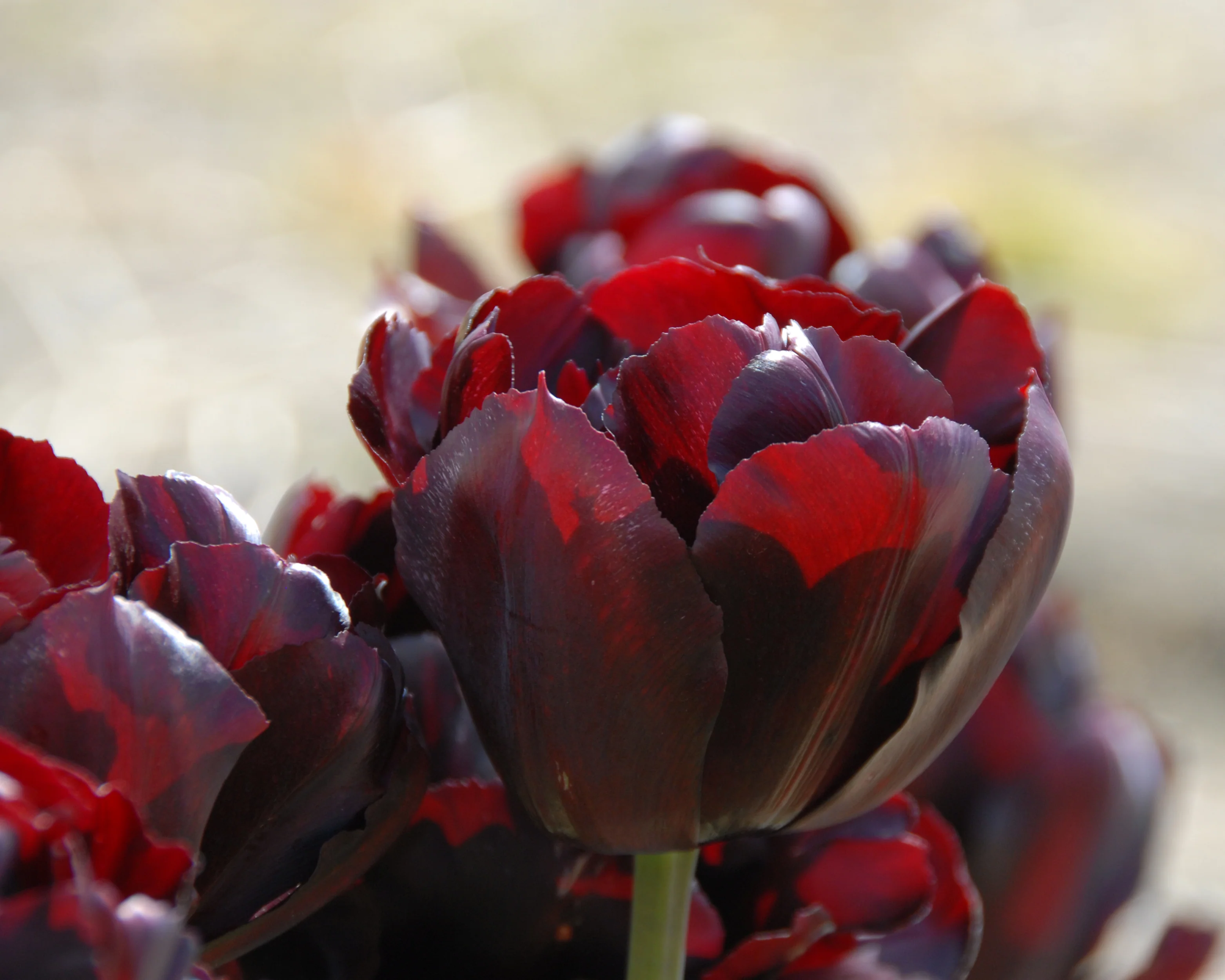 Tulip 'Palmyra' - Image 5