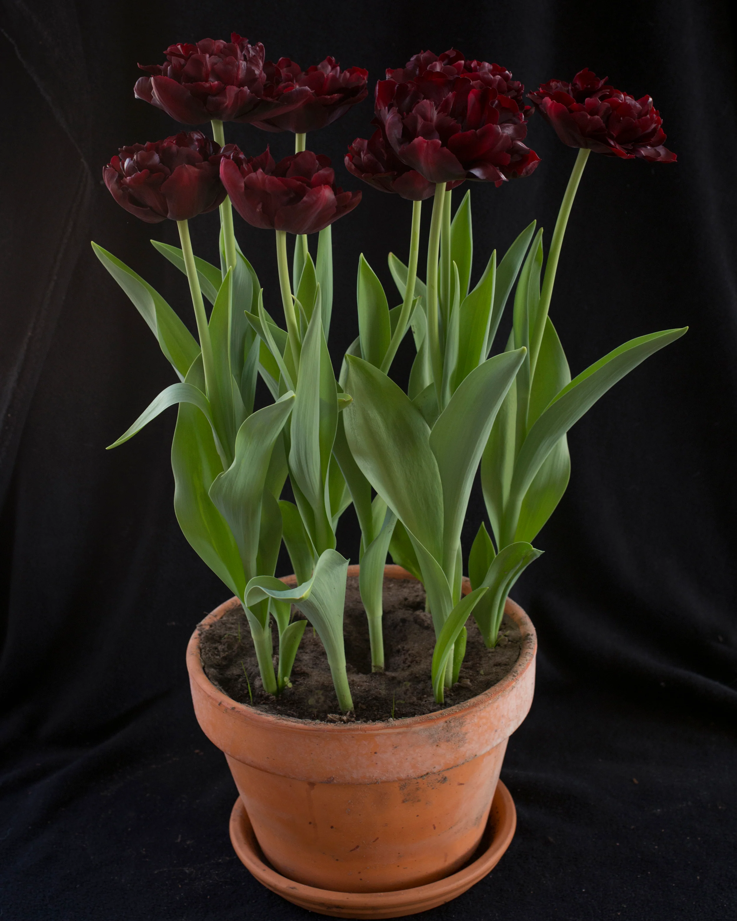 Tulip 'Palmyra' - Image 7