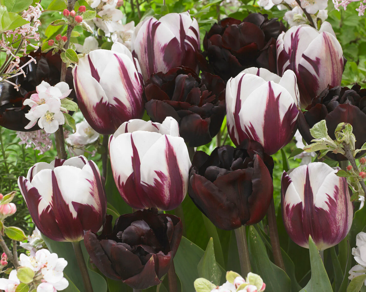 Tulip 'Palmyra' - Image 8