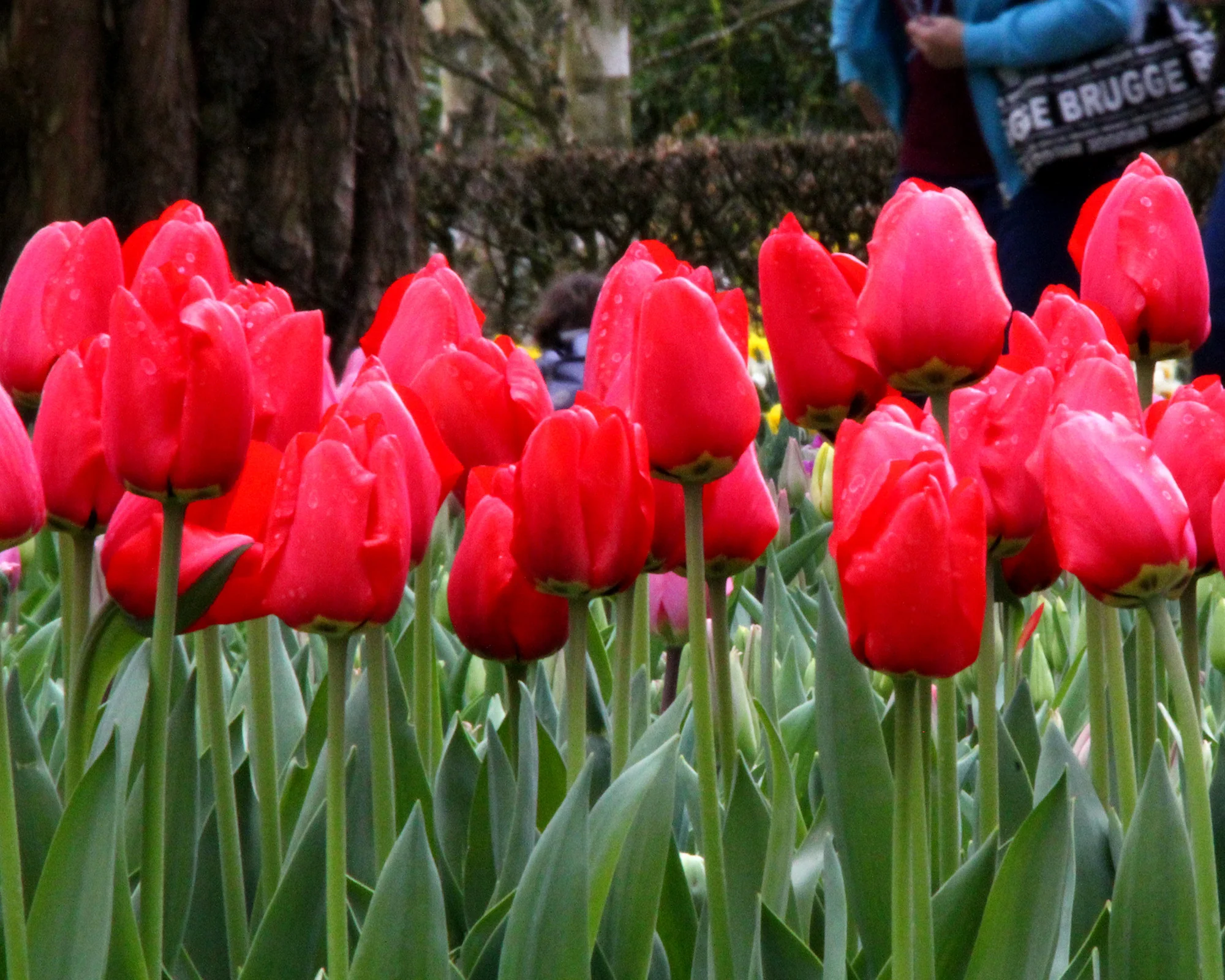 Tulip 'Parade' - Image 2