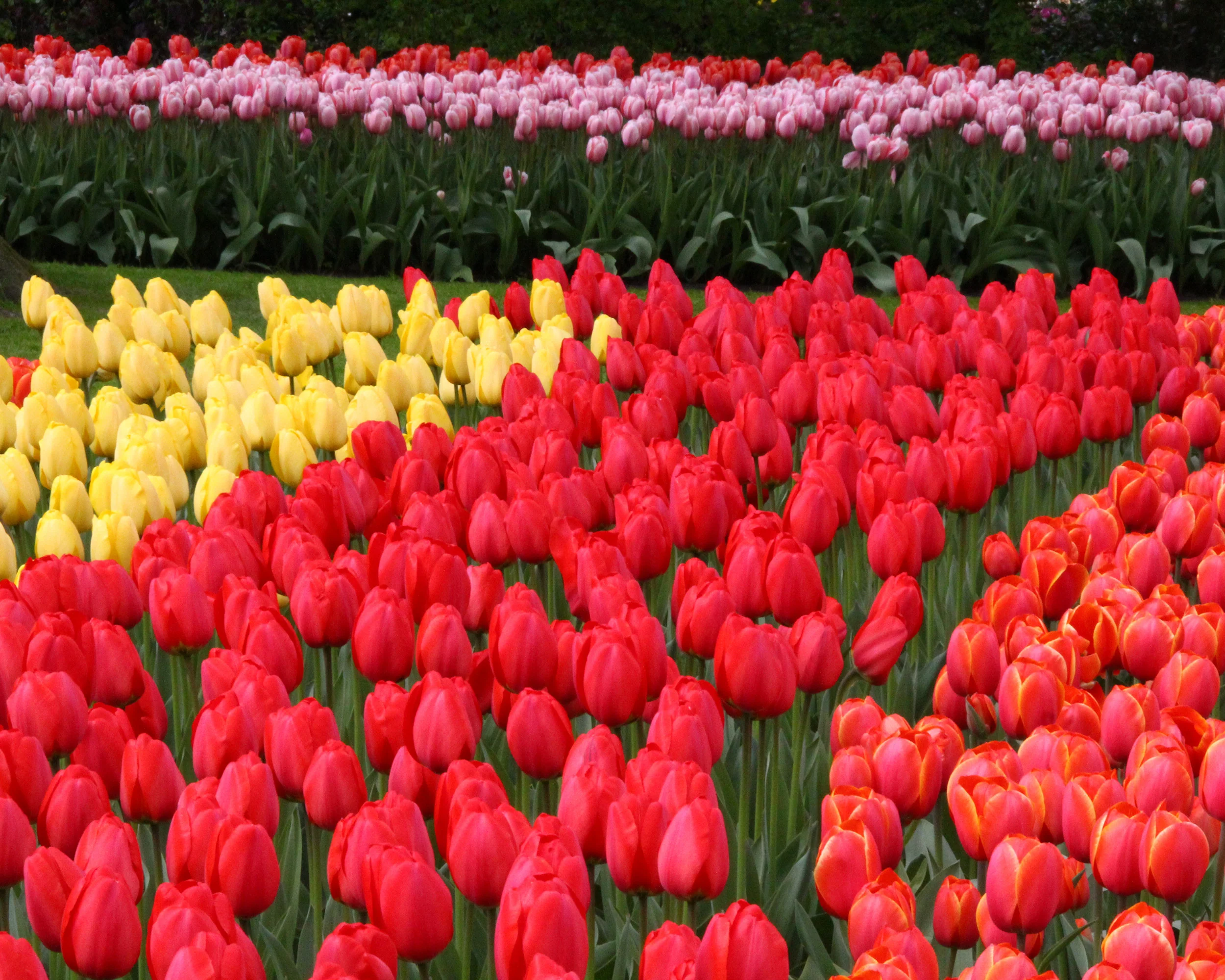Tulip 'Parade' - Image 3