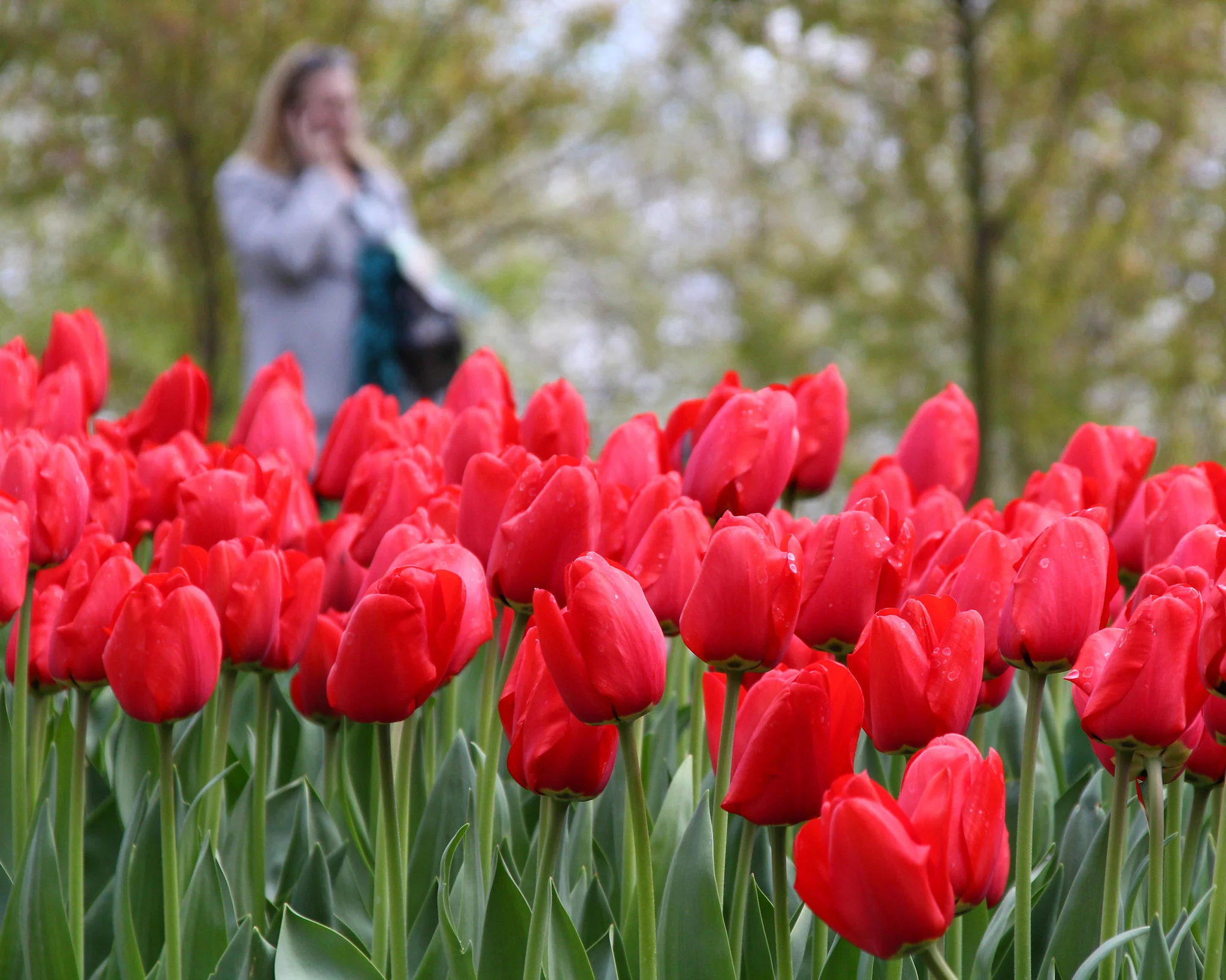 Tulip 'Parade' - Image 5