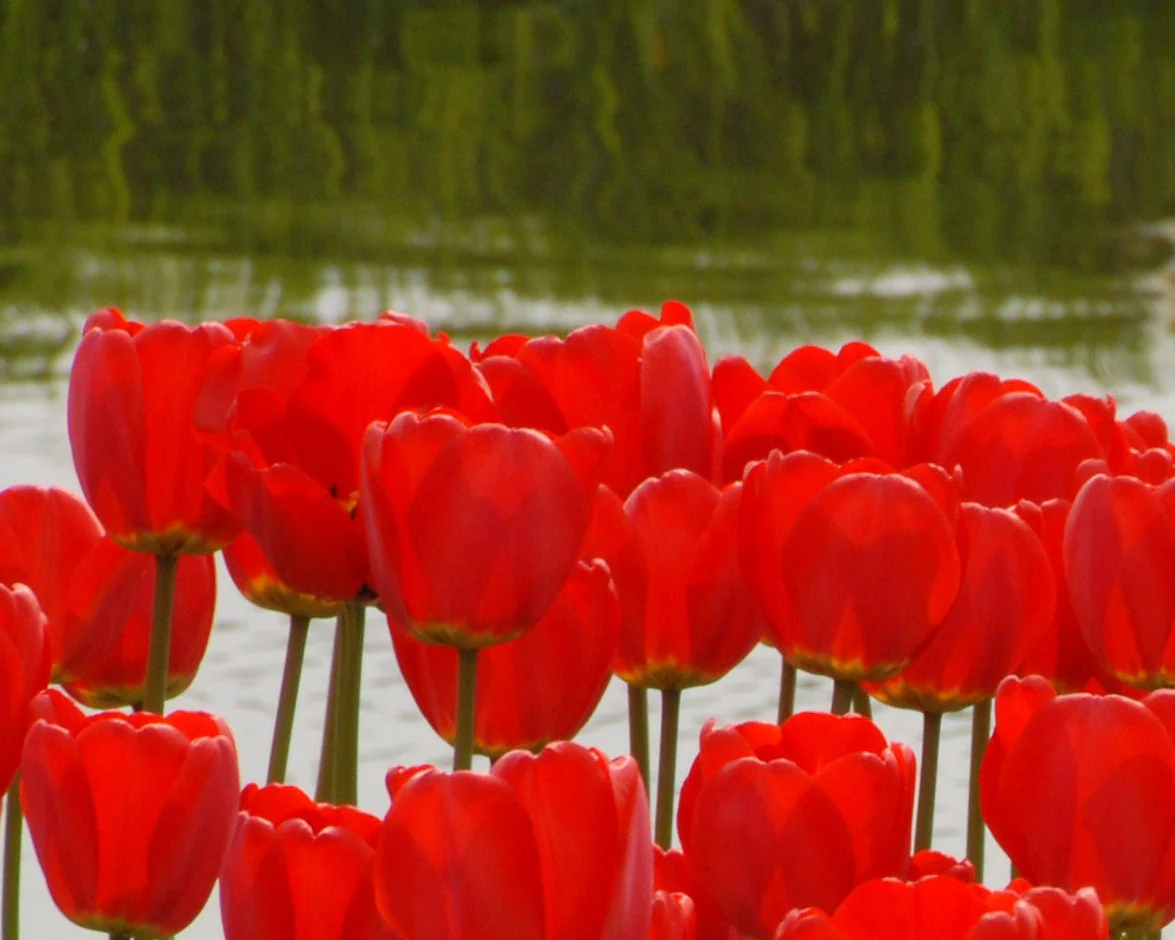 Tulip 'Parade' - Image 8