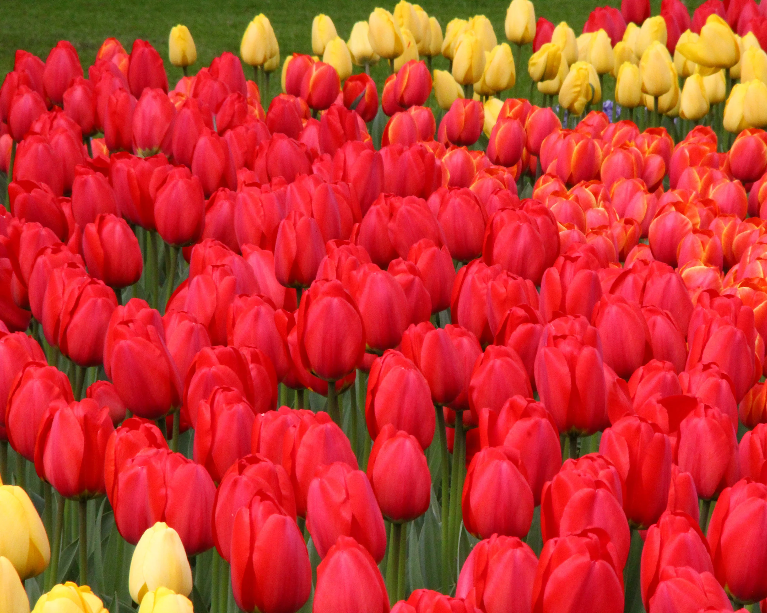 Tulip 'Parade' - Image 9
