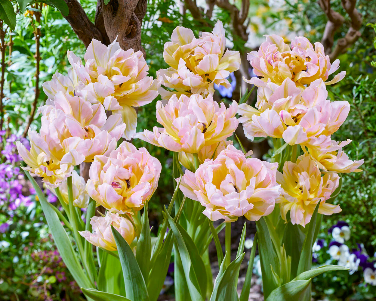 Tulip 'Password' - Image 10