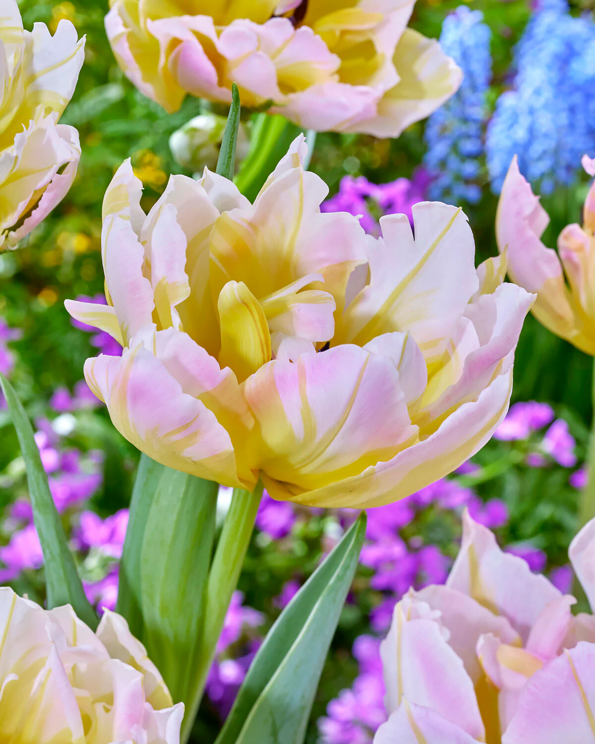 Tulip 'Password' - Image 2