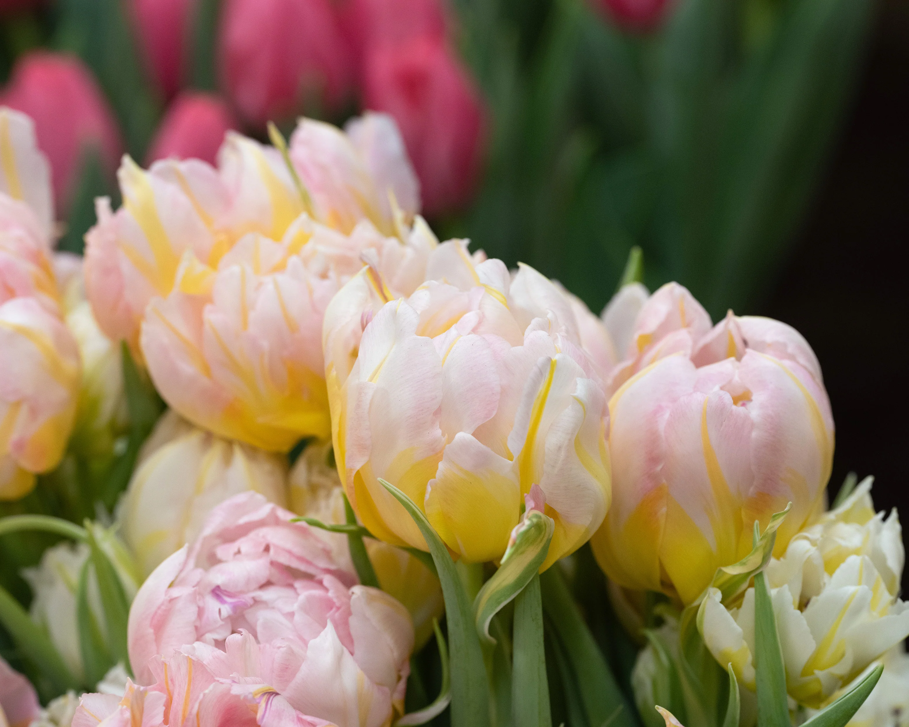 Tulip 'Password' - Image 4