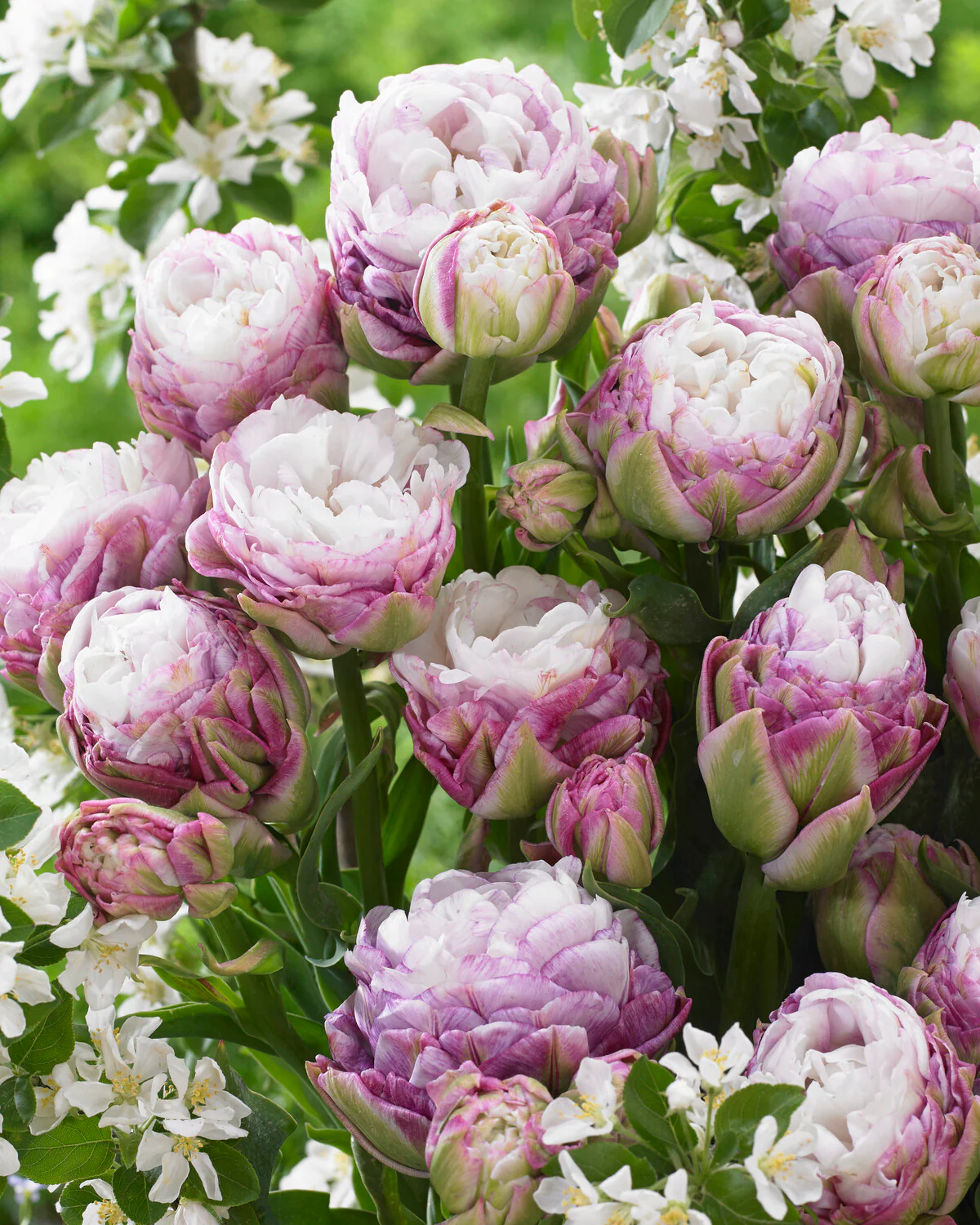Tulip 'Peggy Wonder' - Image 11