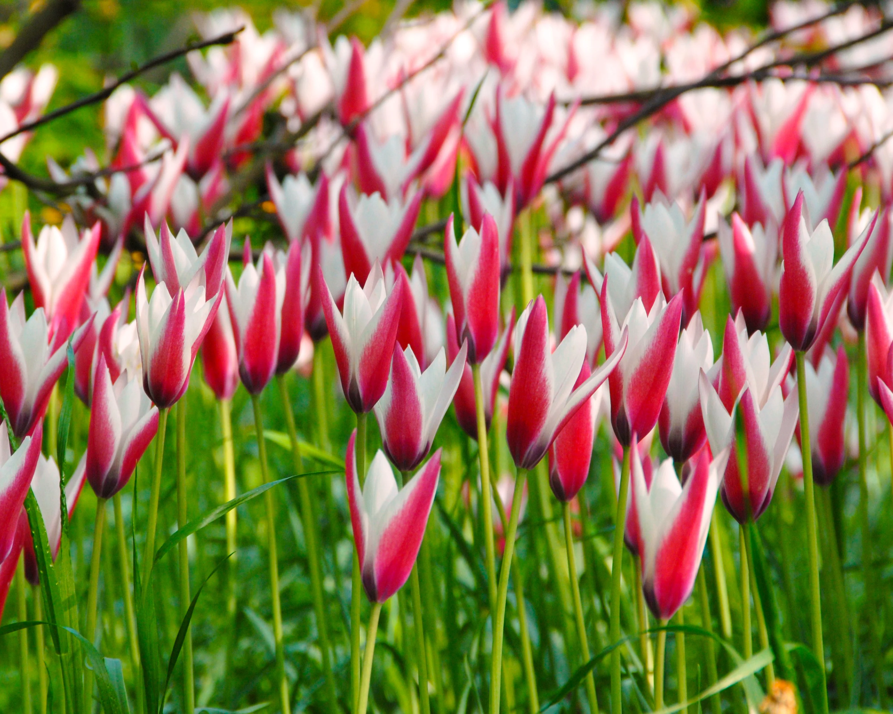 Tulip 'Peppermint Stick' - Image 6