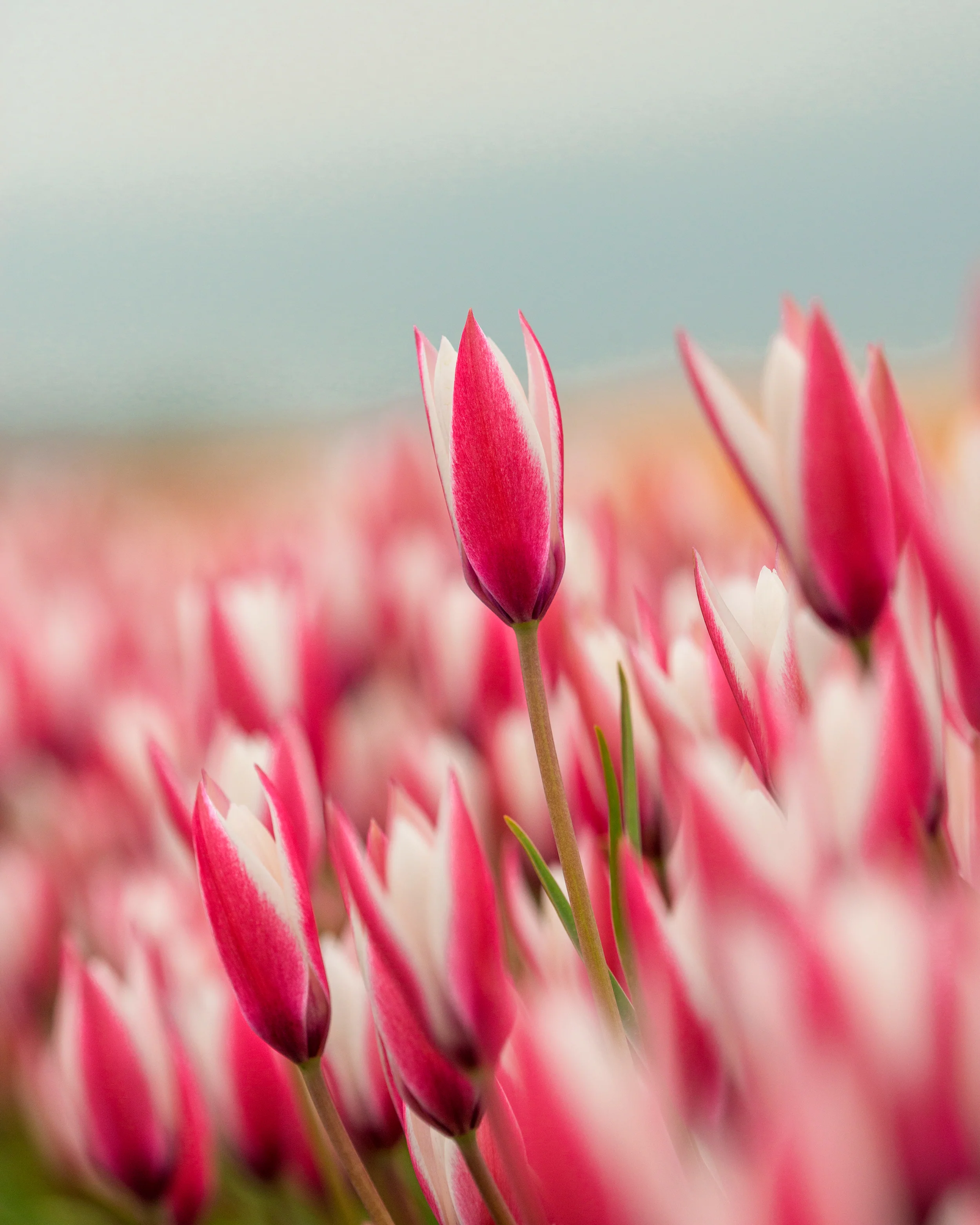 Tulip 'Peppermint Stick' - Image 7