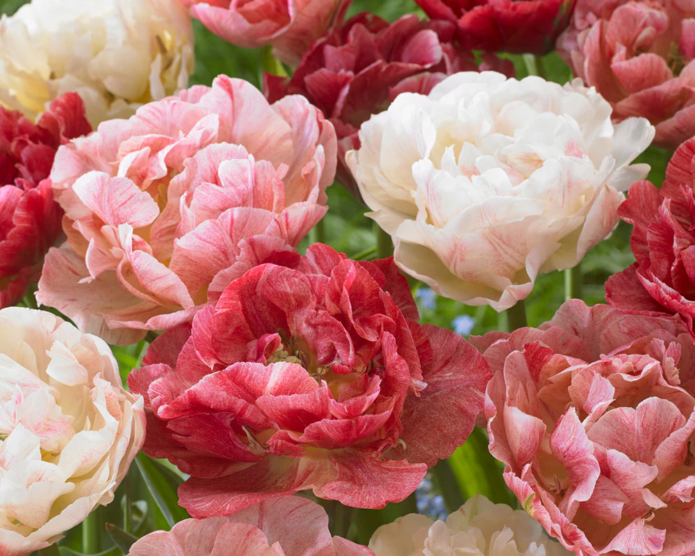 Tulip 'Peptalk' - Image 2