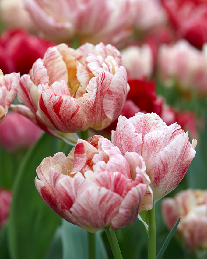 Tulip 'Peptalk' - Image 3