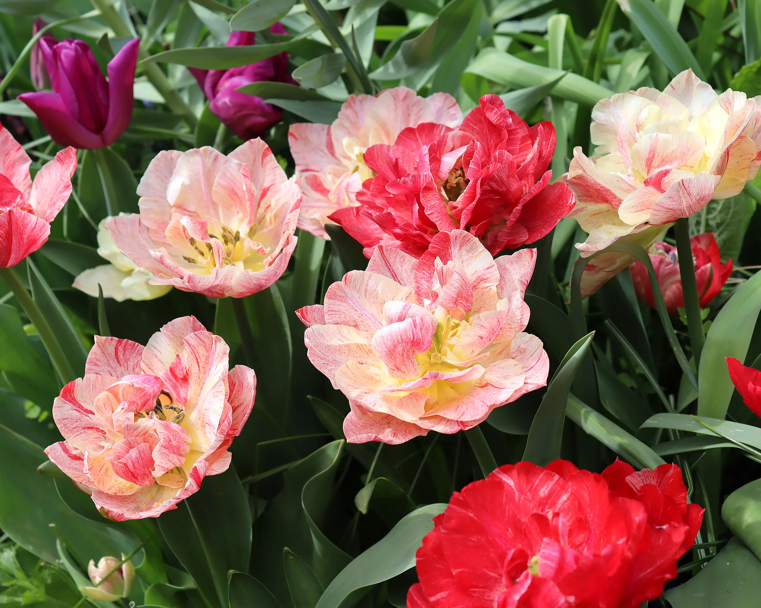 Tulip 'Peptalk' - Image 4