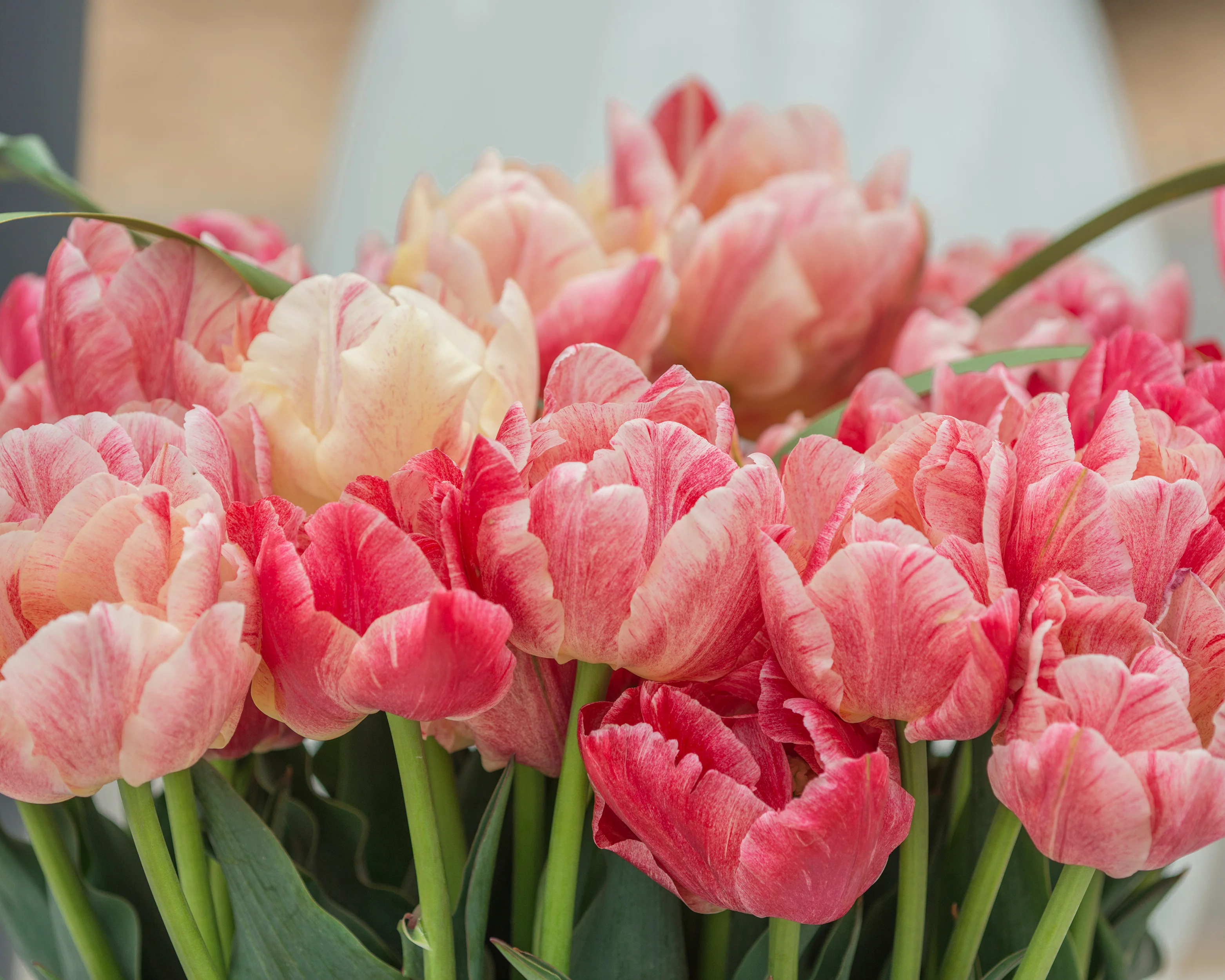 Tulip 'Peptalk' - Image 5