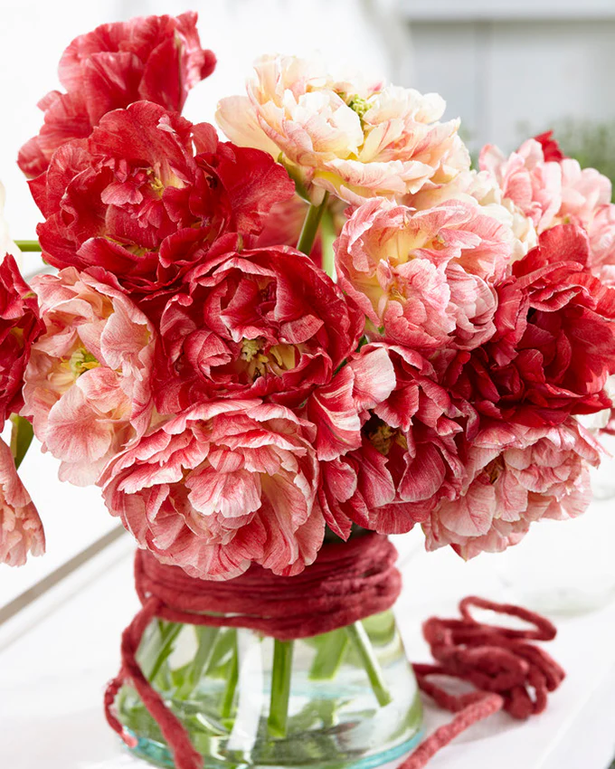Tulip 'Peptalk' - Image 6