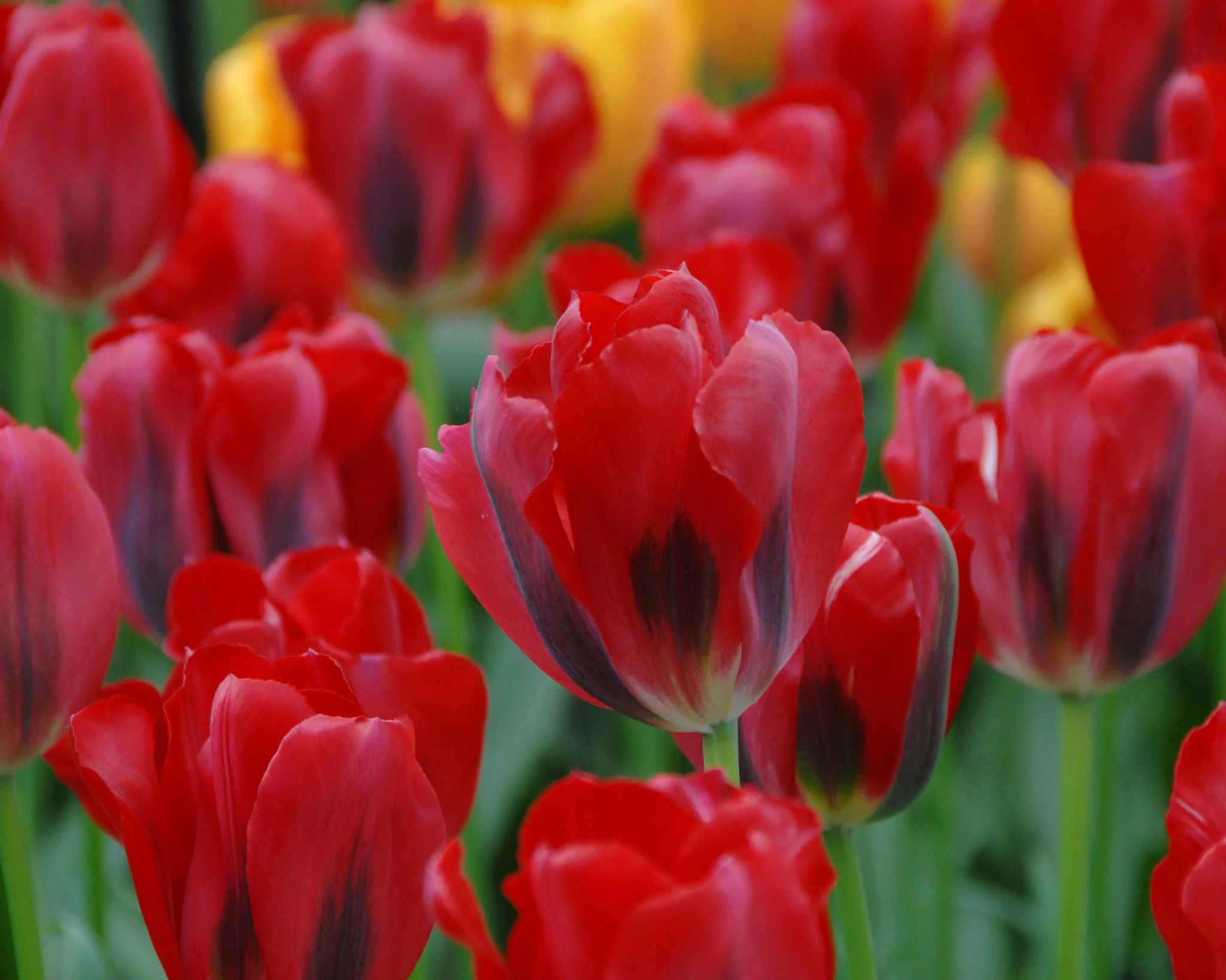 Tulip 'Pimpernel' - Image 3