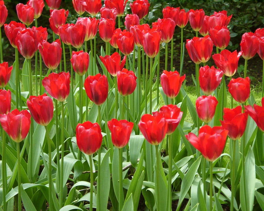 Tulip 'Pimpernel' - Image 4