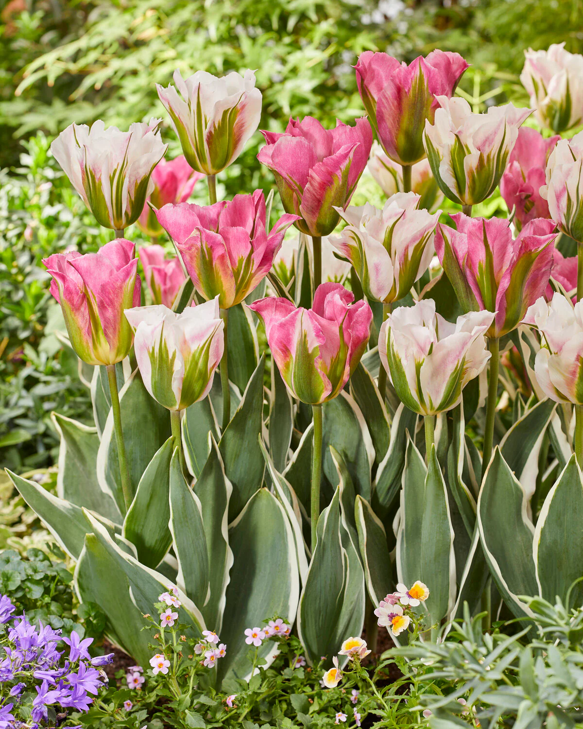 Tulip 'Pink Artist' - Image 3