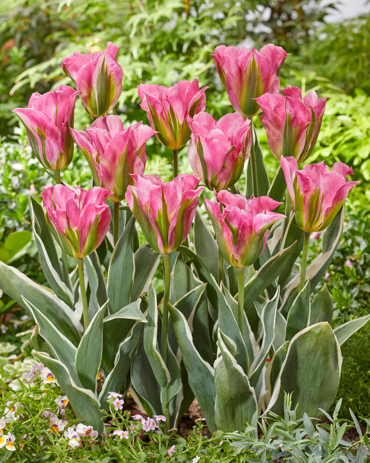 Tulip 'Pink Artist' - Image 4