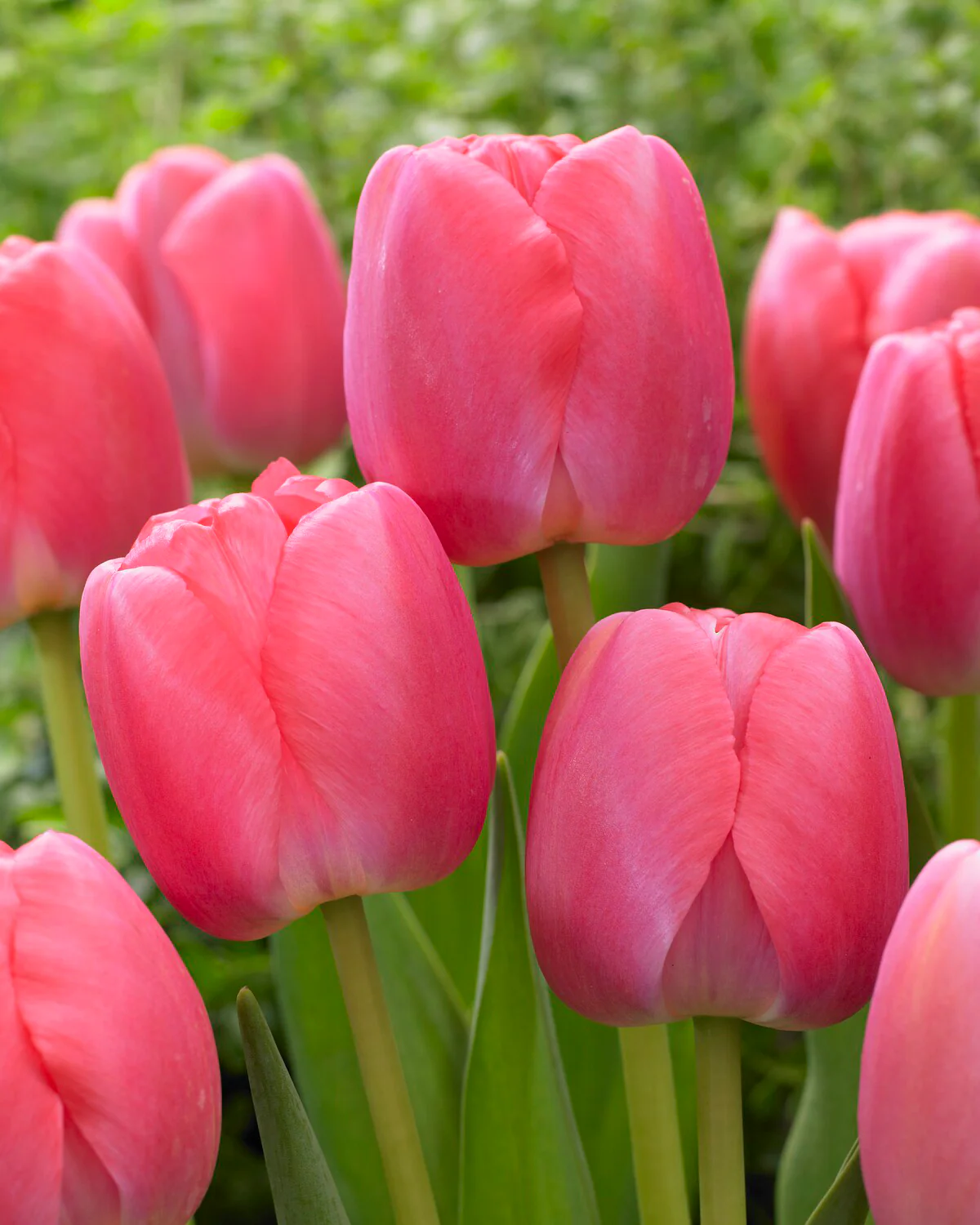 Tulip 'Pink Pride' - Image 3